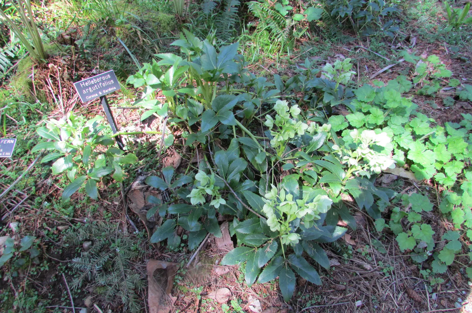 Corsican Hellebore (Helleborus Argutifolius) — It can be susceptible to snails and aphids, so monitoring and control may be necessary; the Corsican Hellebore