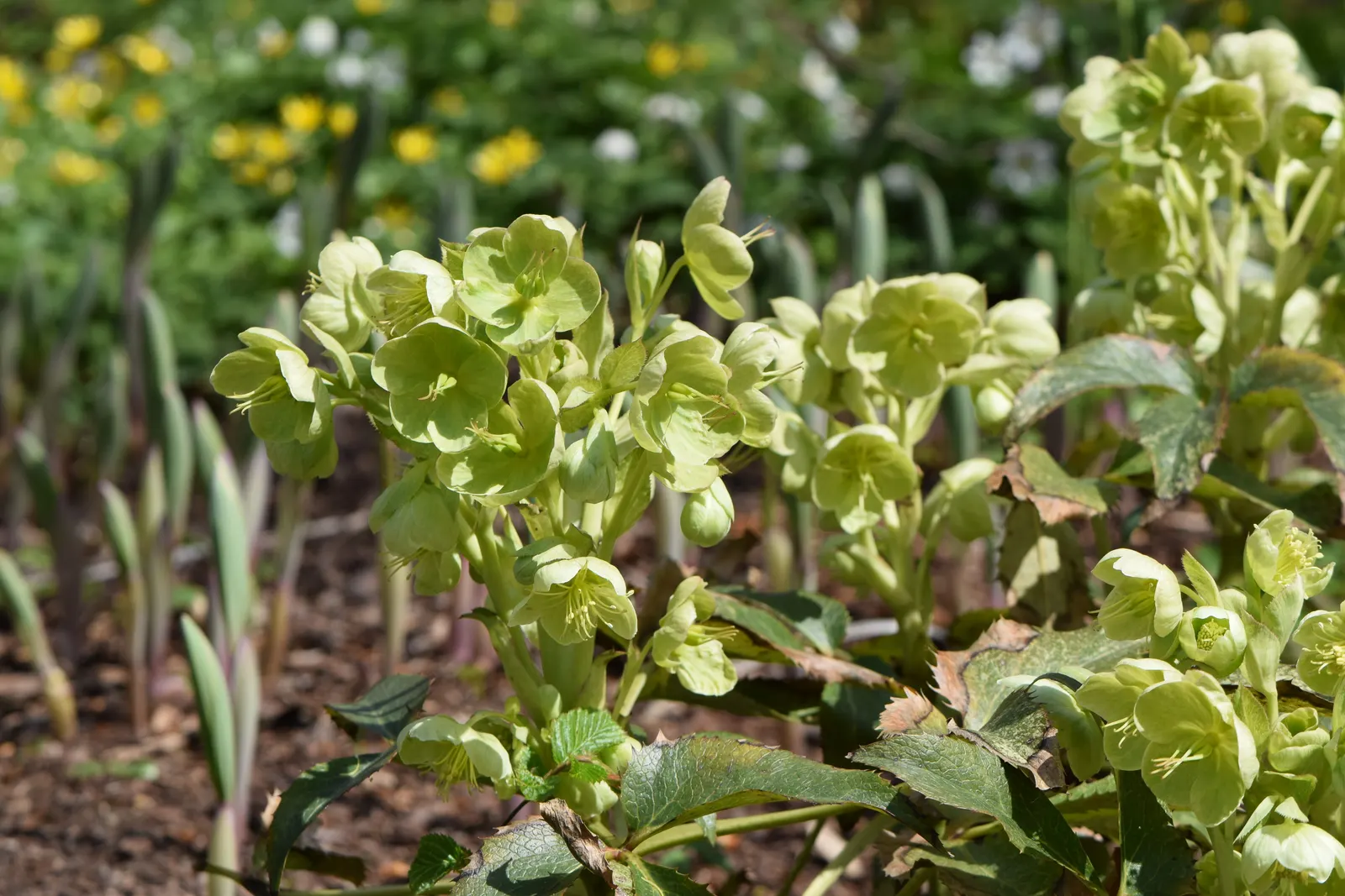 Corsican Hellebore (Helleborus Argutifolius) — perennial for full or half