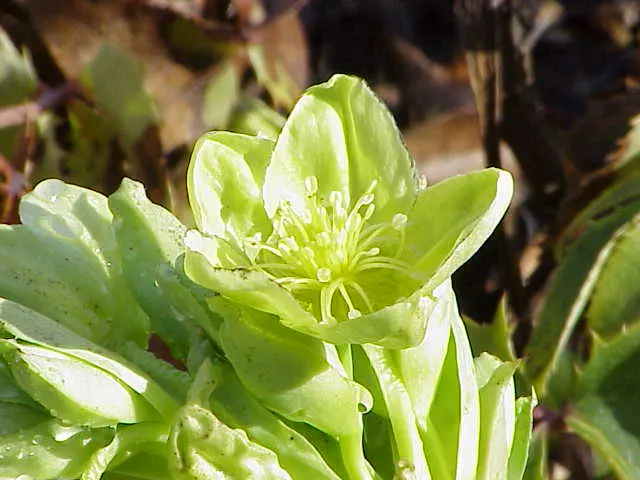 Corsican Hellebore (Helleborus Argutifolius) — Its foliage consists of large, leathery, and serrated leaves that are a striking deep green