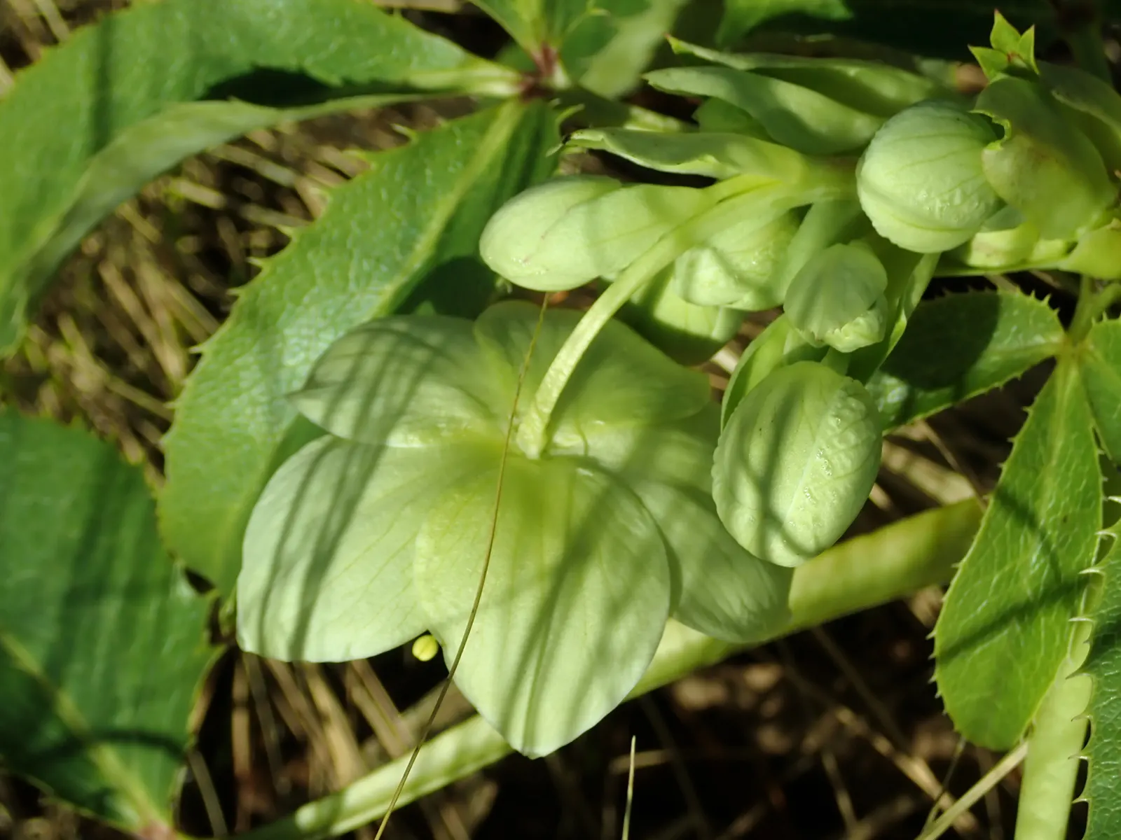 Corsican Hellebore (Helleborus Argutifolius) — Its stems reach up to 3 feet