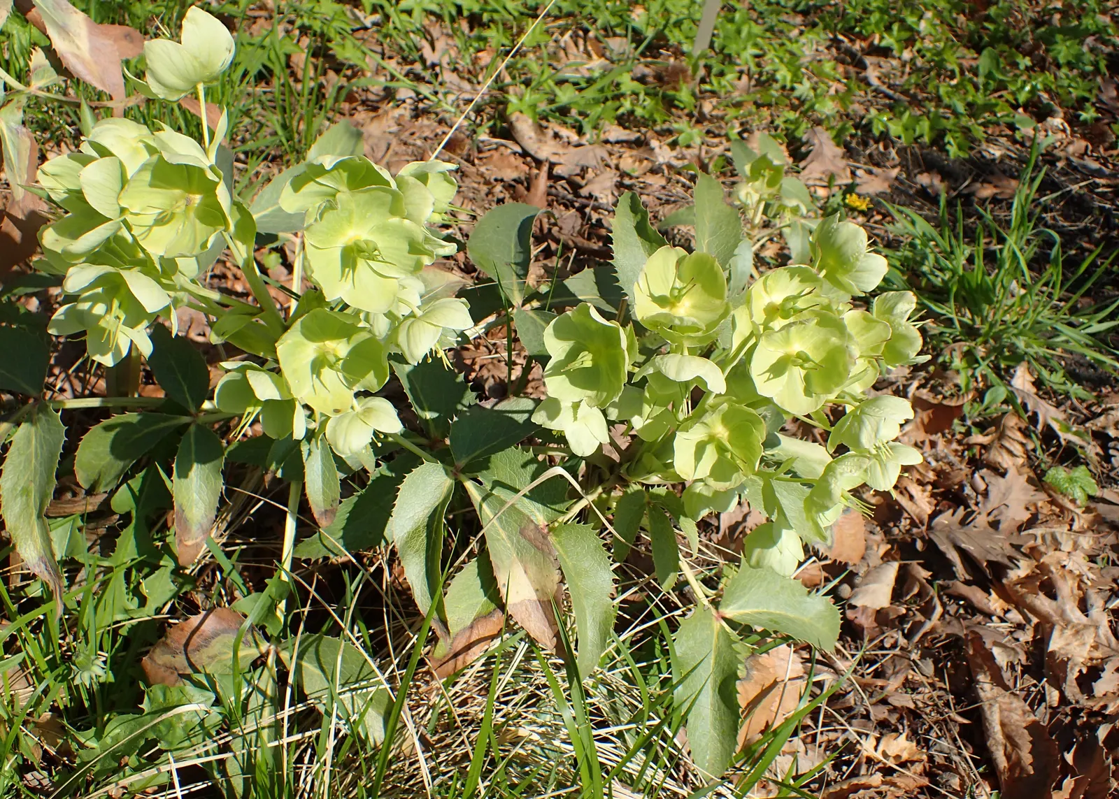 Corsican Hellebore (Helleborus Argutifolius) — This plant originates from the Mediterranean island of Corsica