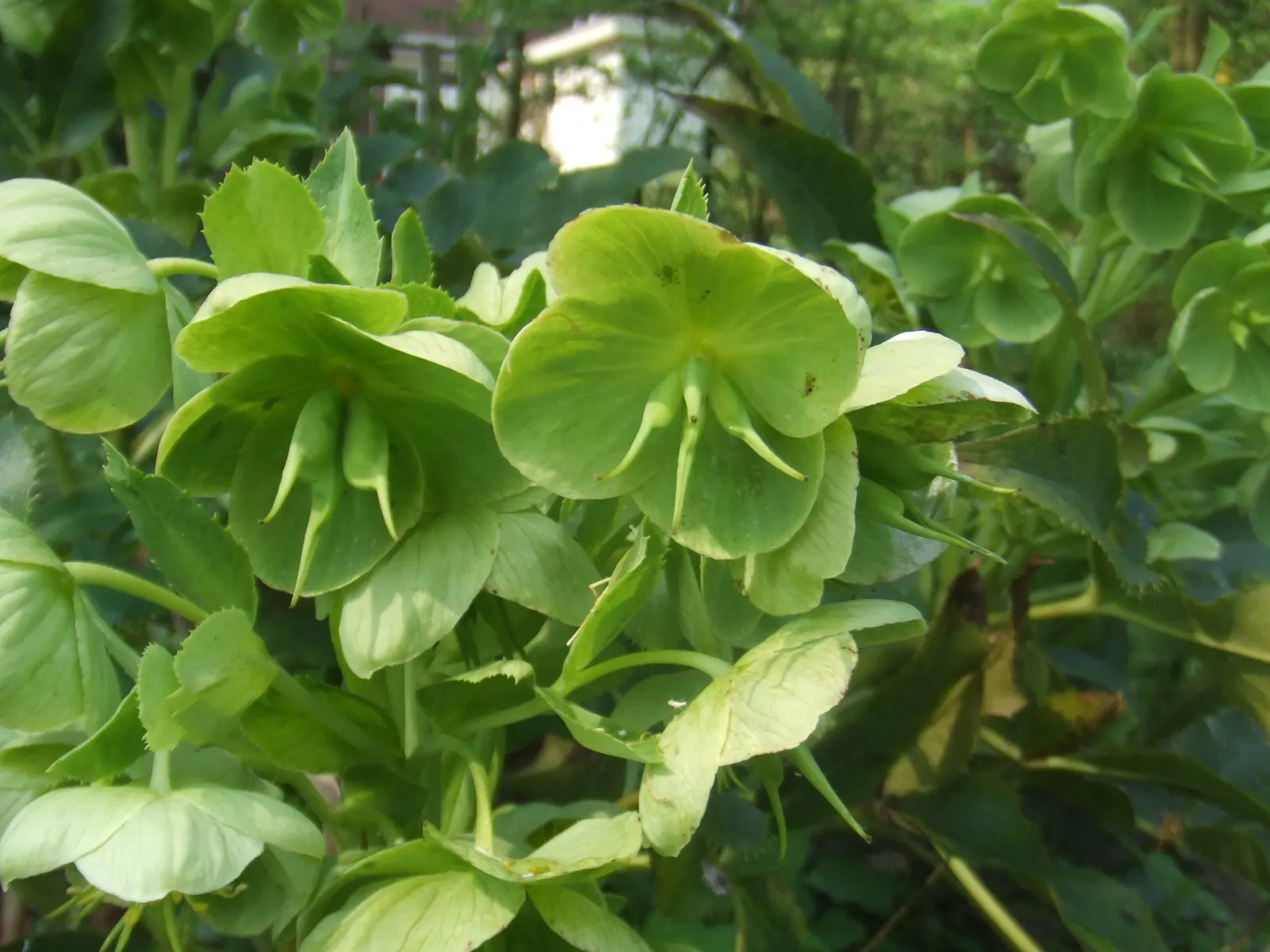 Corsican Hellebore (Helleborus Argutifolius) — Cold-resistant, it does well in USDA zones 6 to 8; but removing old leaves in late winter can, image 59