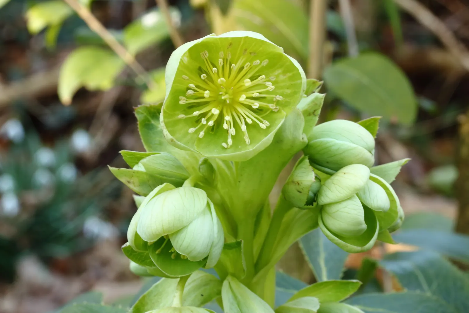 Corsican Hellebore (Helleborus Argutifolius) — These blossoms provide a much-appreciated burst of color when most other plants remain dormant; this hardy plant