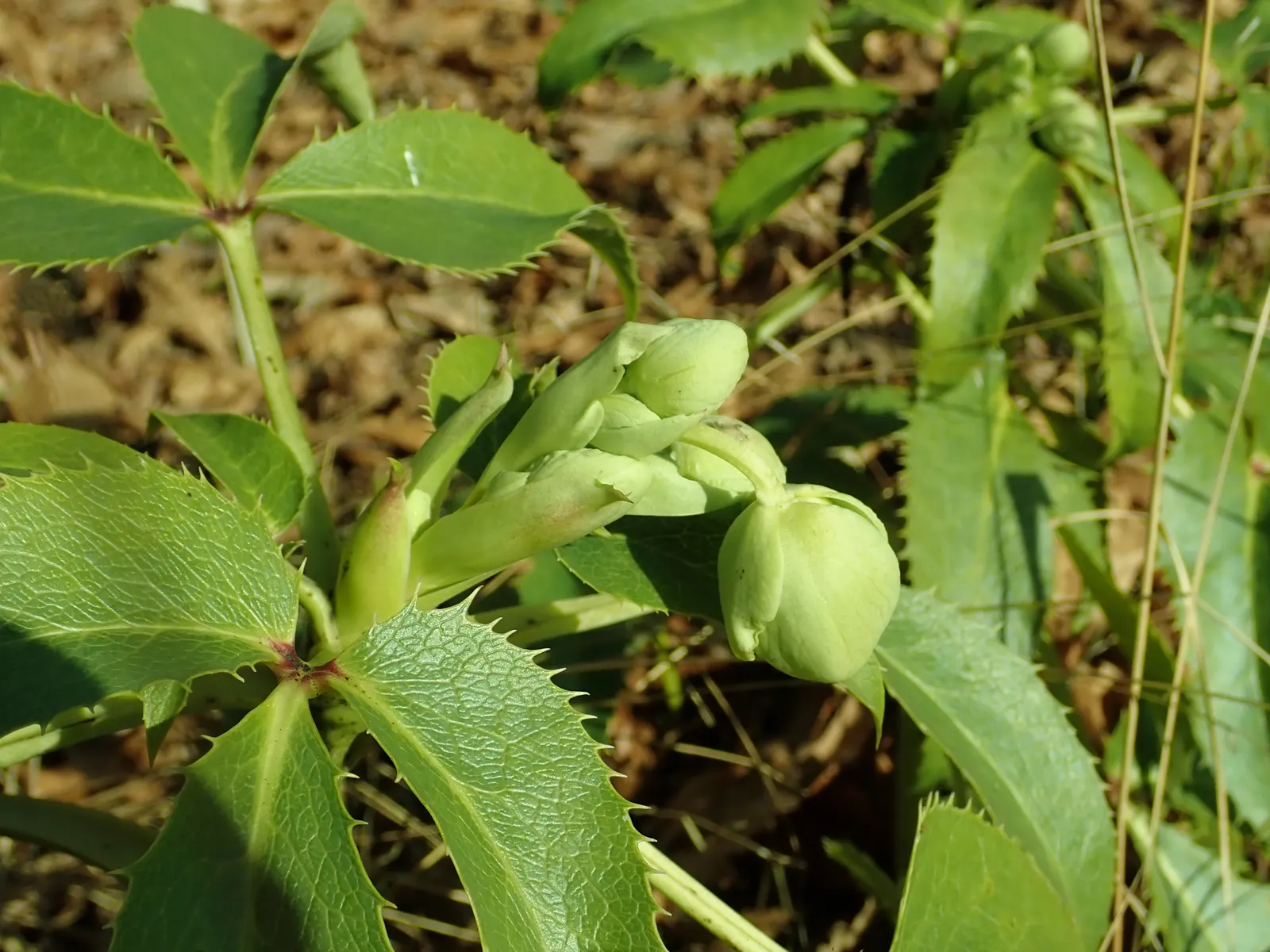 Corsican Hellebore (Helleborus Argutifolius) — bowl-shaped flowers that are about 2 to 3 inches in diameter
