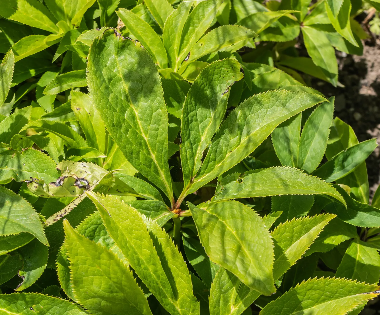 Corsican Hellebore (Helleborus Argutifolius) — Helleborus argutifolius makes a significant impact when planted in groups; bowl-shaped flowers that are about 2