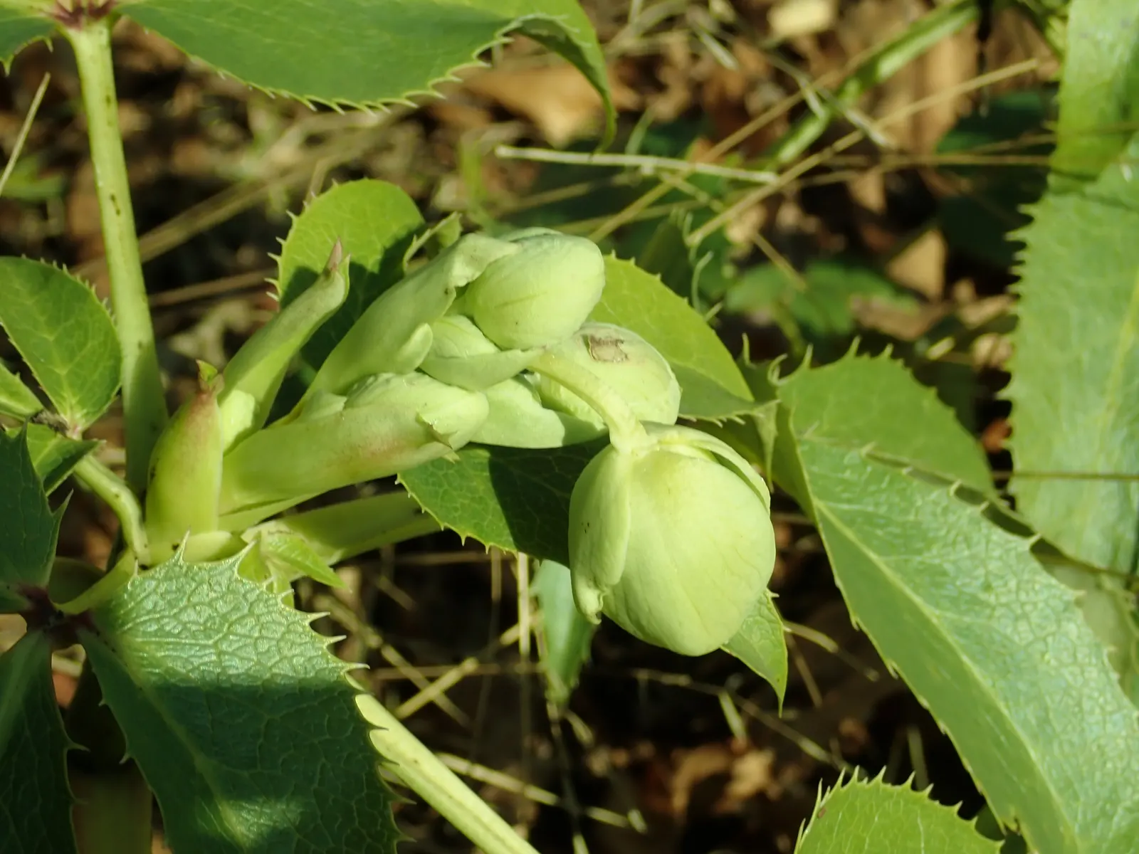 Corsican Hellebore (Helleborus Argutifolius) — perennial with green and yellow blooms