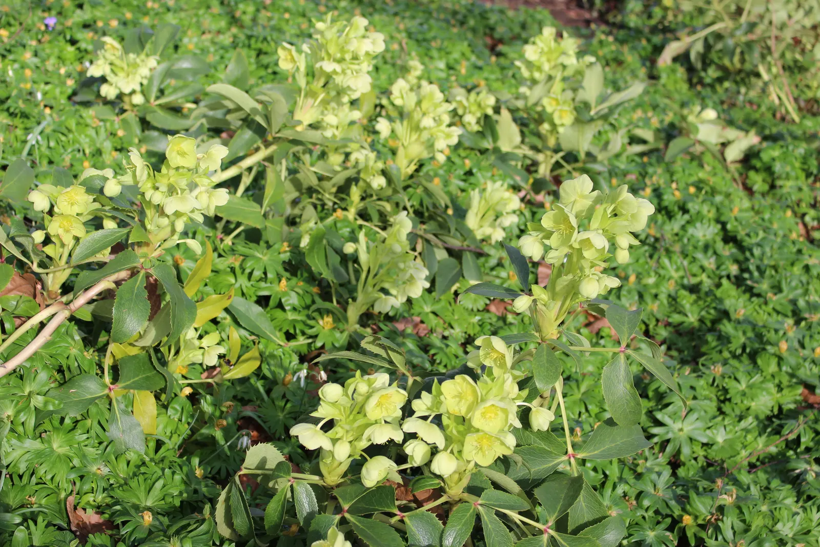 Corsican Hellebore (Helleborus Argutifolius) — <br><br>From late winter to early spring