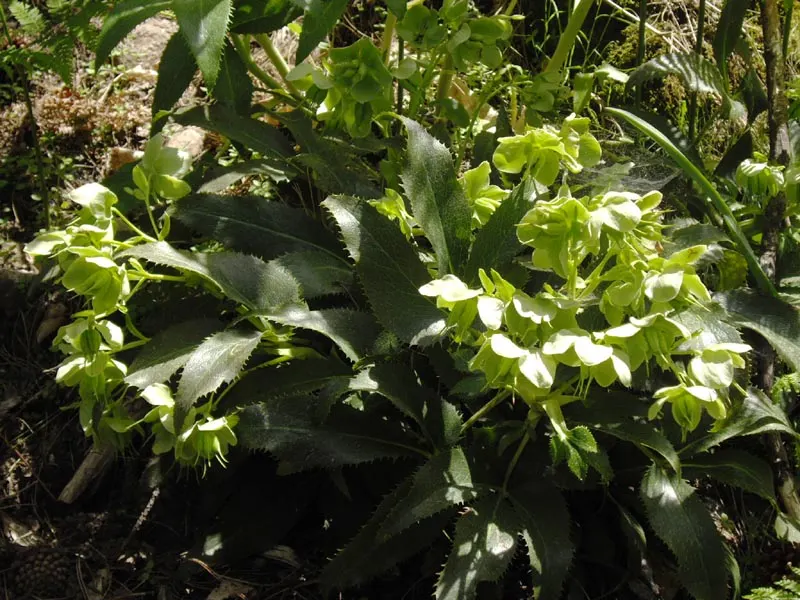 Corsican Hellebore (Helleborus Argutifolius) — Cold-resistant, it does well in USDA zones 6 to 8