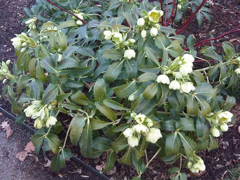 Corsican Hellebore (Helleborus Argutifolius) — This hardy plant thrives in partial shade and well-drained soil; adding a touch of elegance to woodland settings