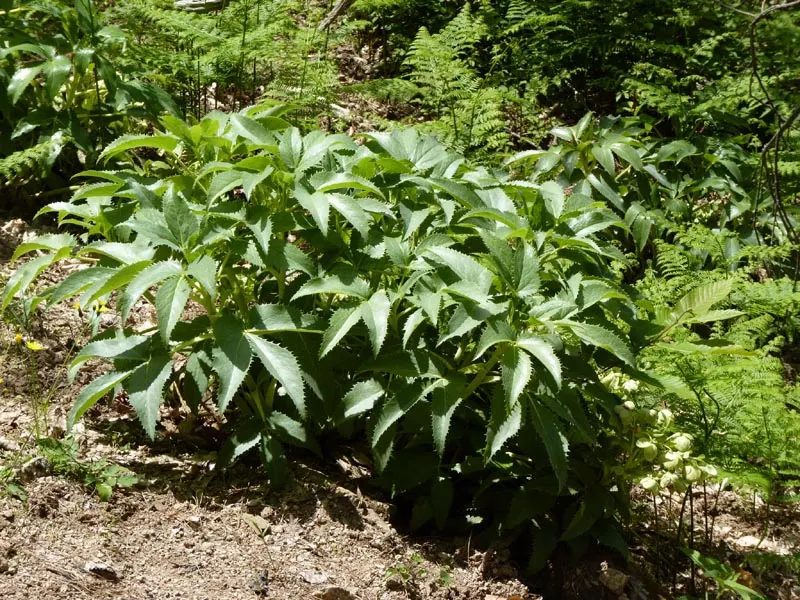 Corsican Hellebore (Helleborus Argutifolius) — The leaves are attached to stout stems that provide a strong architecture to this plant's form; its stems reach