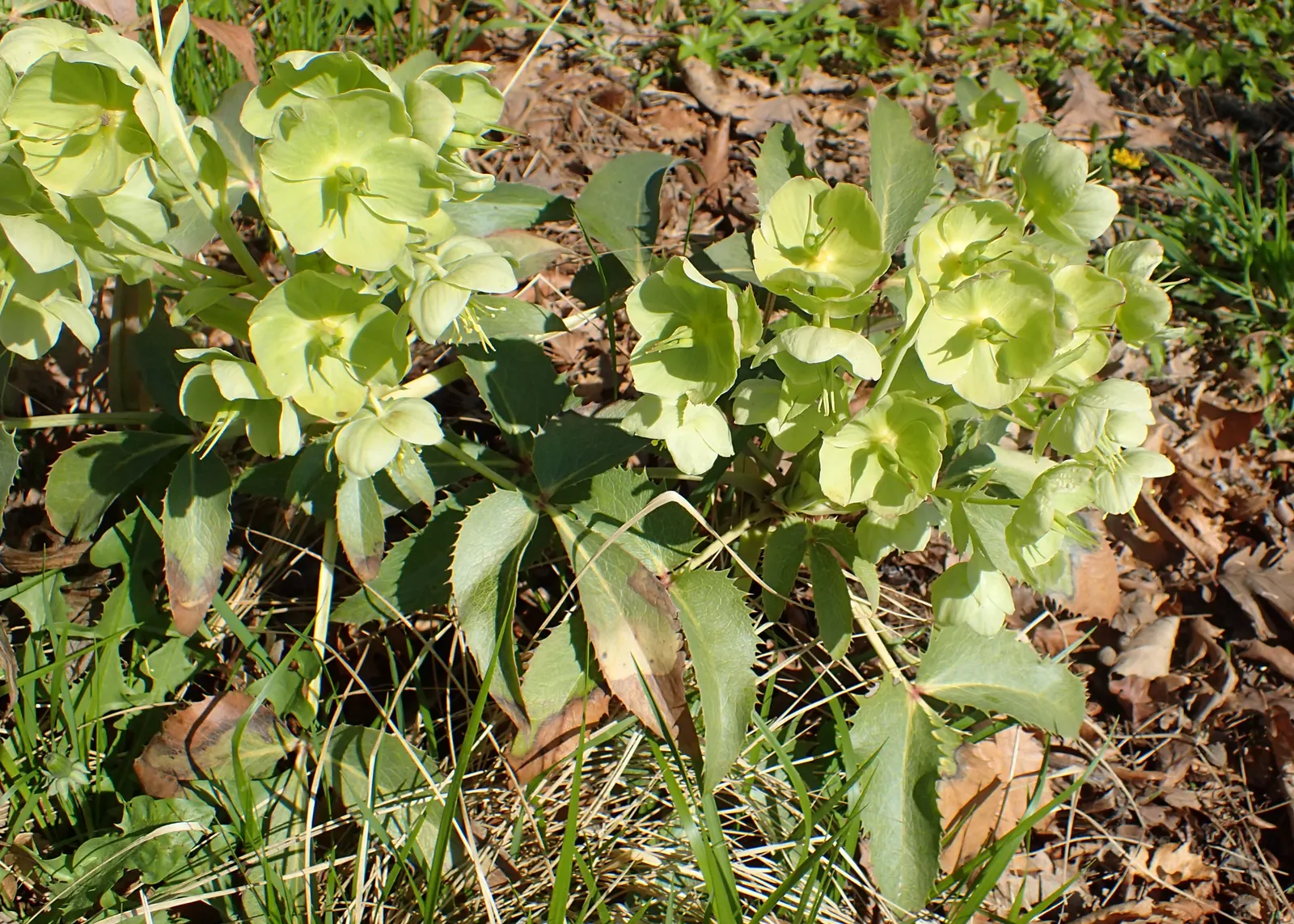 Corsican Hellebore (Helleborus Argutifolius) — the Corsican Hellebore is adorned with clusters of pale green