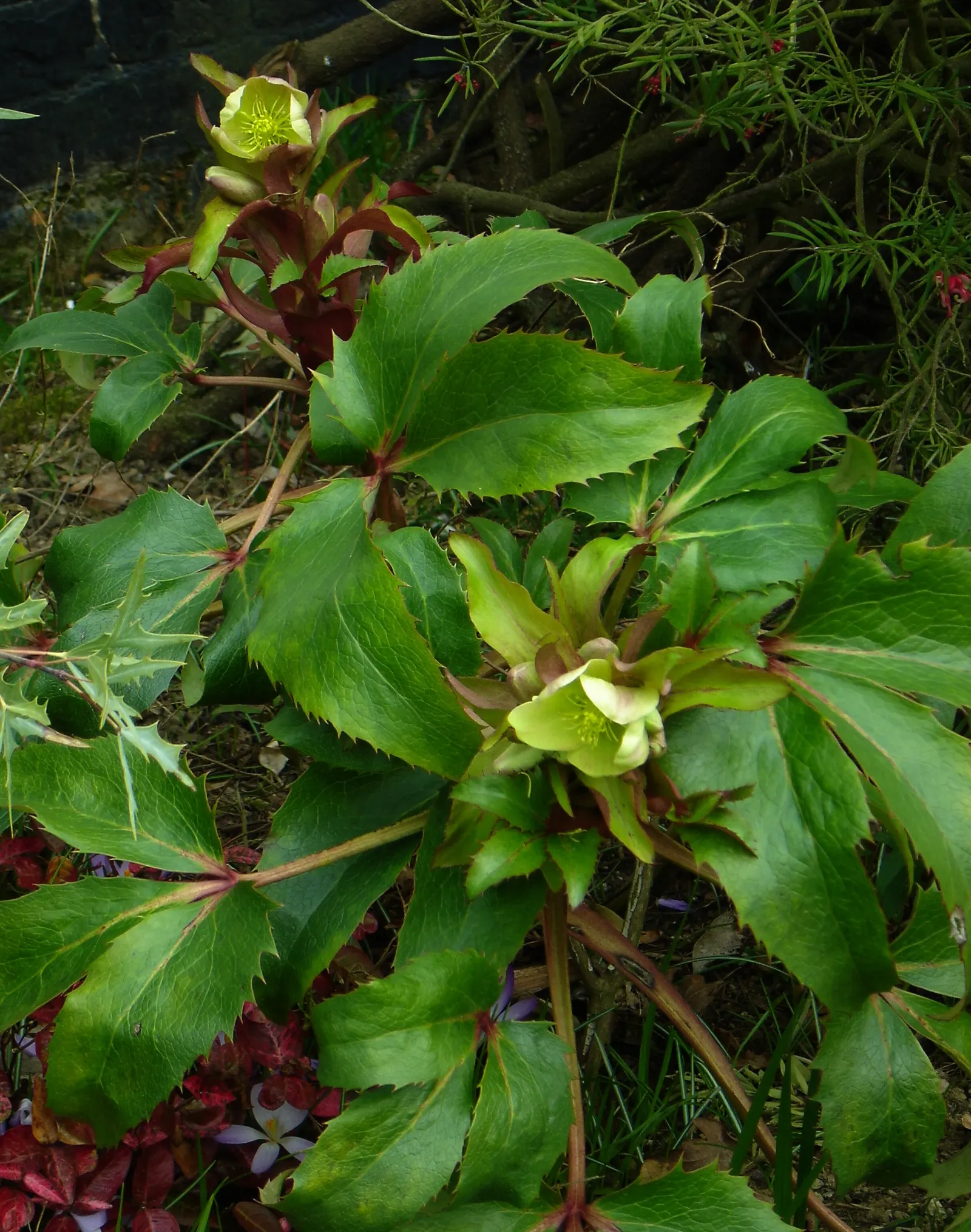 Corsican Hellebore (Helleborus Argutifolius) — perennial with green and yellow blooms; these blossoms provide a much-appreciated burst of color when most other