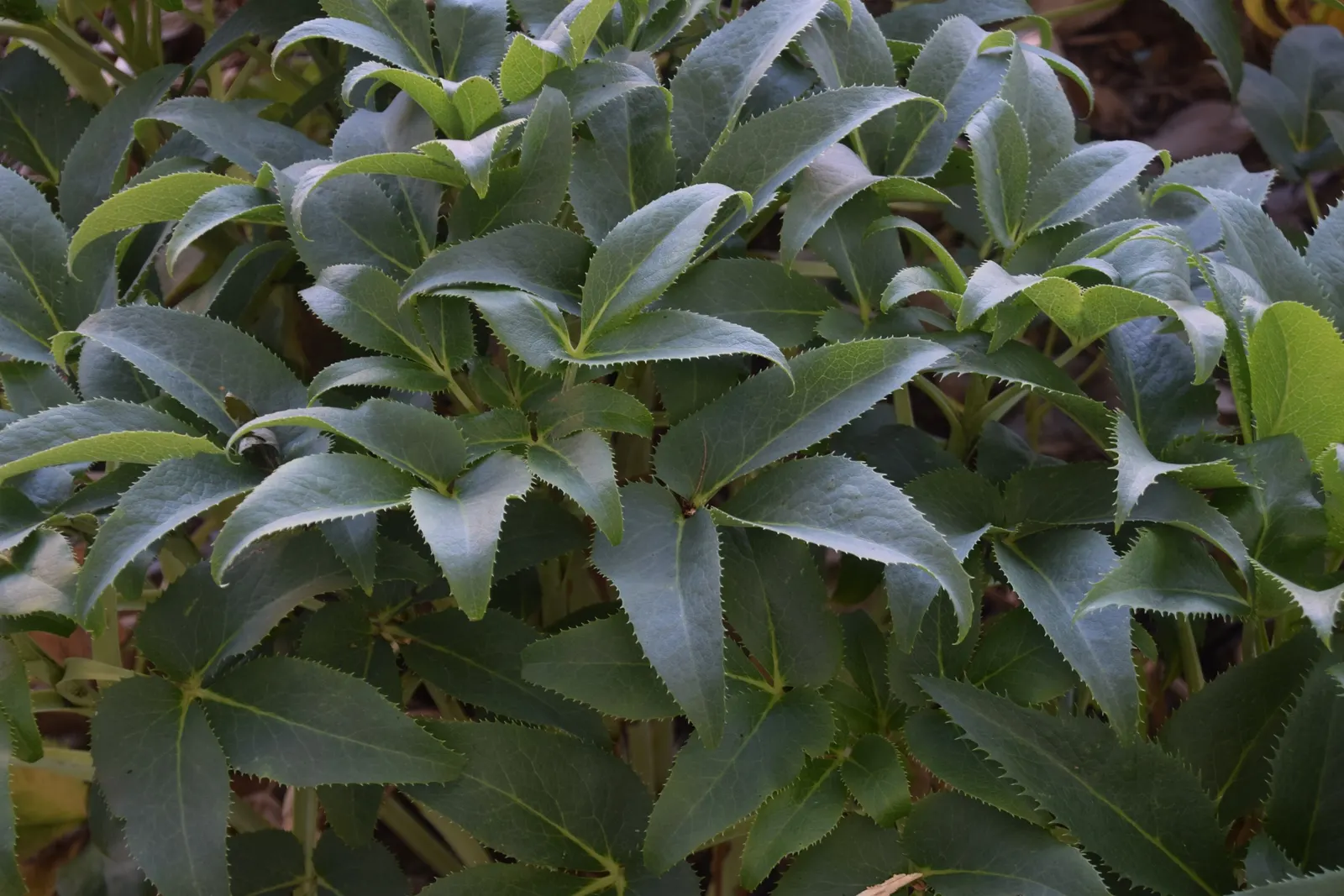Corsican Hellebore (Helleborus Argutifolius) — adorned by clusters of pale green cup-shaped flowers in late winter to early spring; perennial with green and