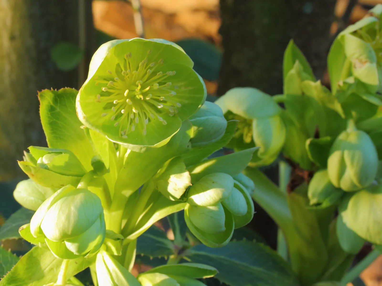 Corsican Hellebore (Helleborus Argutifolius) — <br><br>Hardy to USDA zones 7 to 9, the Corsican Hellebore is resilient to cold snaps down to, image 44