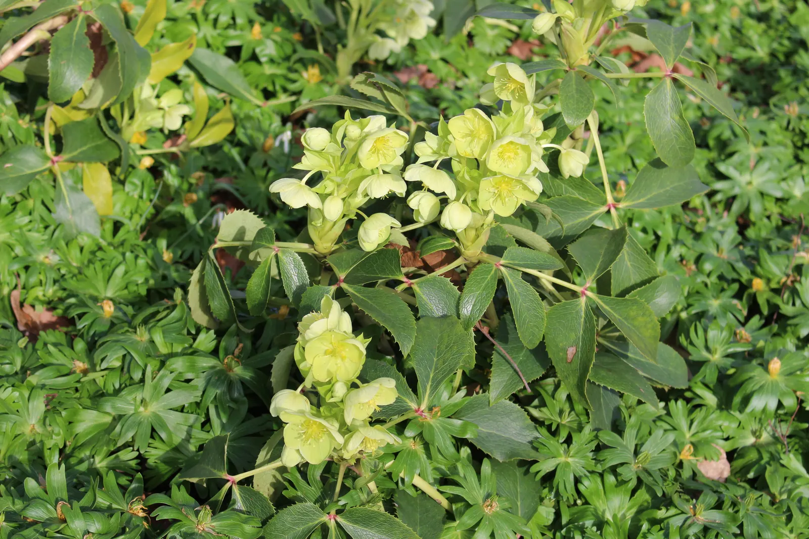 Corsican Hellebore (Helleborus Argutifolius) — serrated leaves with a rich green hue