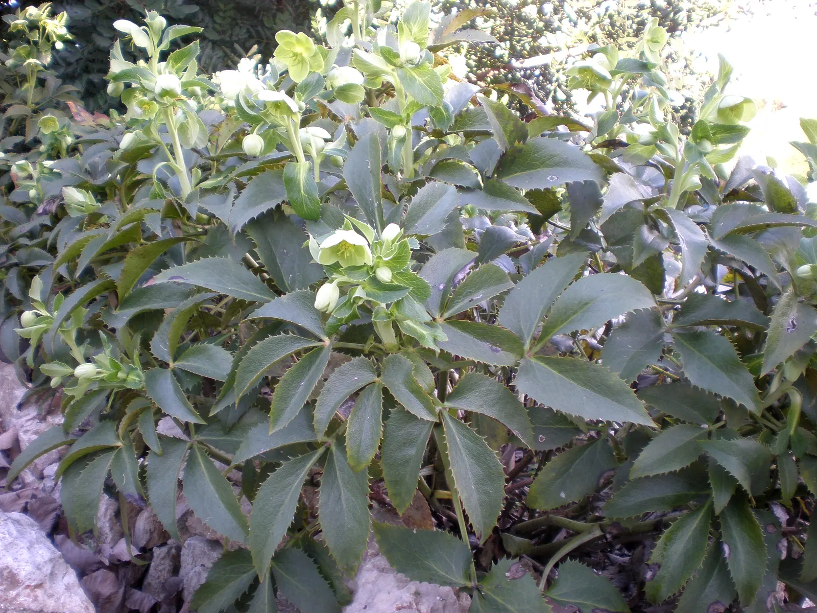 Corsican Hellebore (Helleborus Argutifolius) — Its foliage consists of large, leathery, and serrated leaves that are a striking deep green, image 63