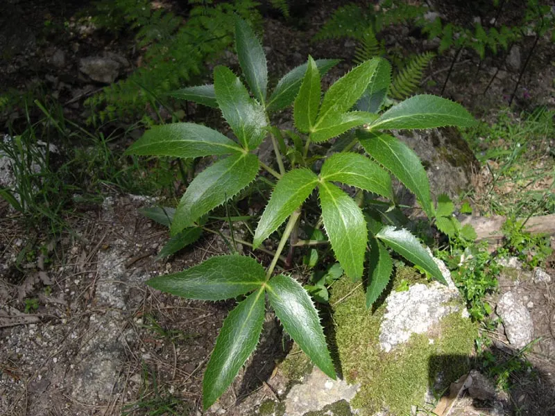 Corsican Hellebore (Helleborus Argutifolius) — making them highly valuable in landscape design for year-round interest
