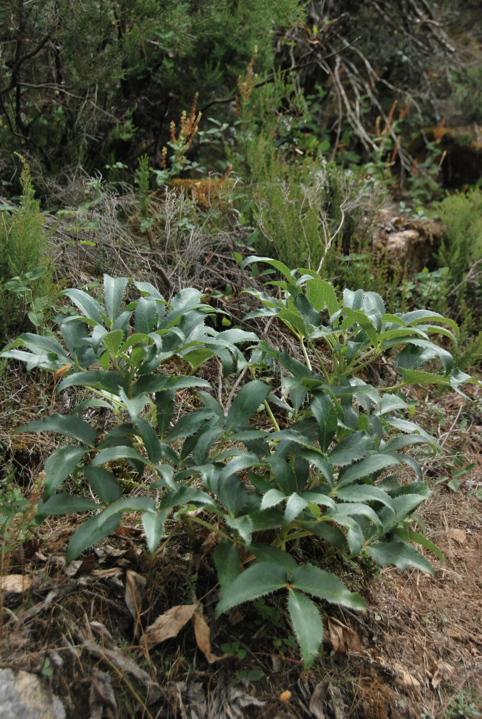 Corsican Hellebore (Helleborus Argutifolius) — adorned by clusters of pale green cup-shaped flowers in late winter to early spring; perennial with, image 56