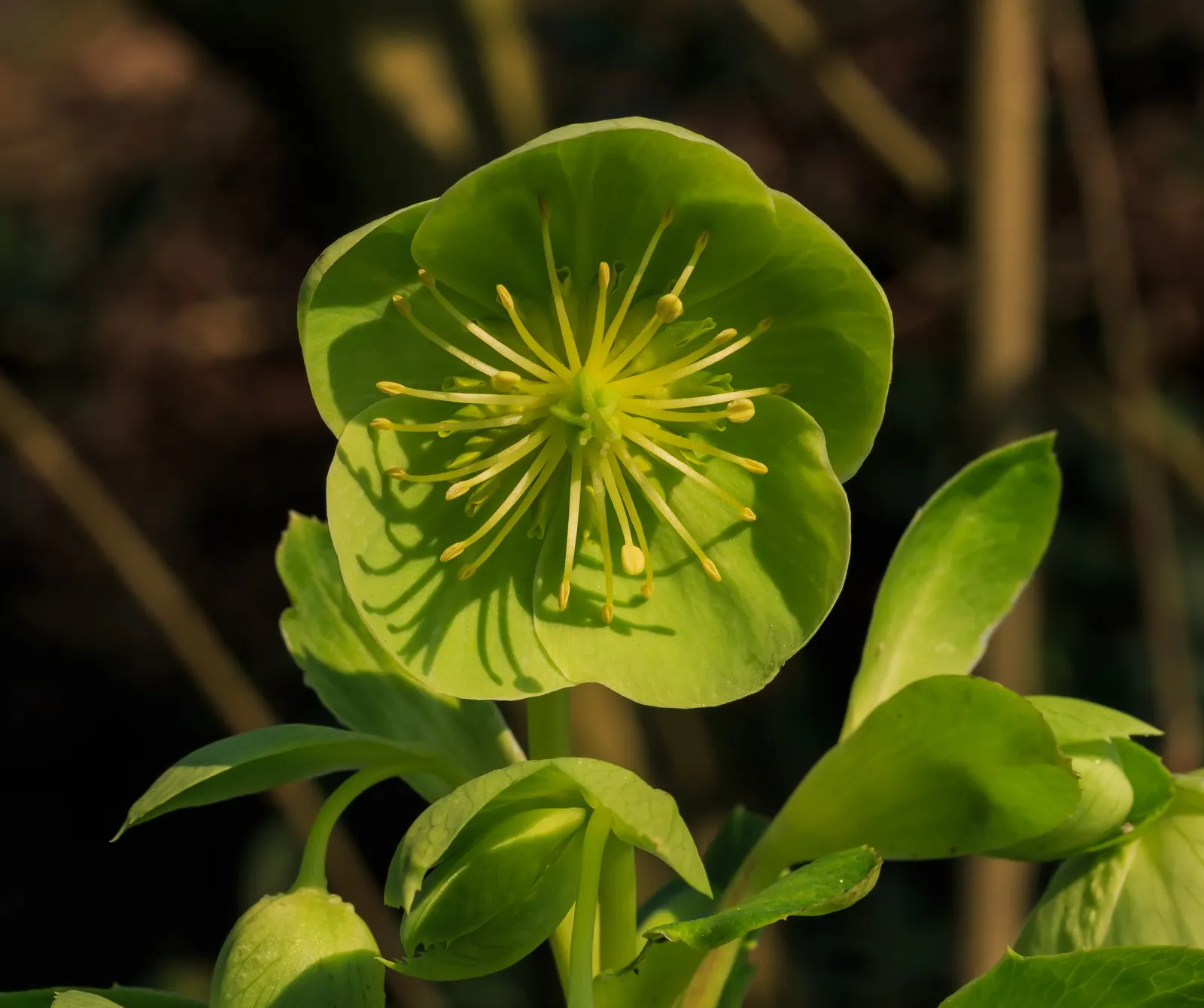 Corsican Hellebore (Helleborus Argutifolius) — adding a touch of elegance to woodland settings or shaded borders; <br><br>From late winter to early spring