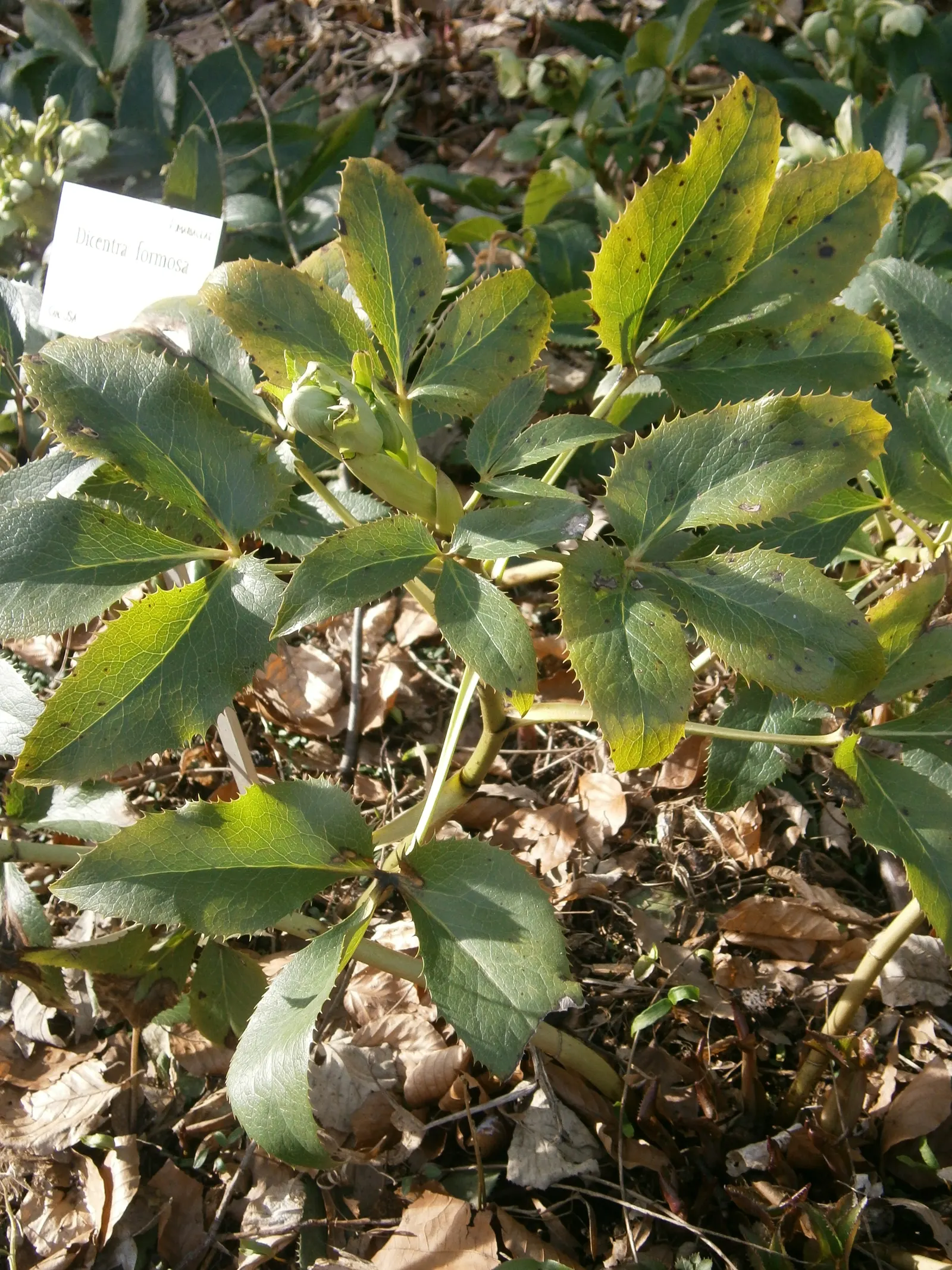 Corsican Hellebore (Helleborus Argutifolius) — is an evergreen perennial treasured for its robustness and unique bloom during the winter months; the Corsican