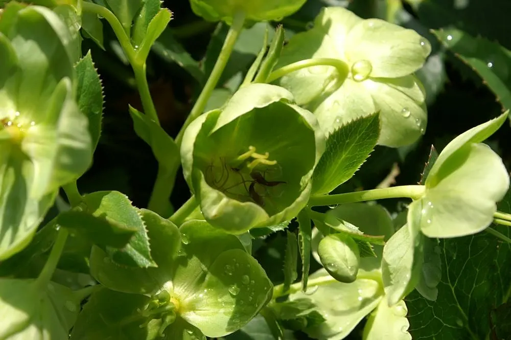 Corsican Hellebore (Helleborus Argutifolius) — green and yellow flowers in the garden; this plant originates from the Mediterranean island of Corsica
