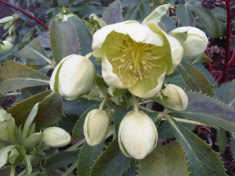 Corsican Hellebore (Helleborus Argutifolius) — serrated leaves with a rich green hue; its foliage consists of large, leathery, and serrated leaves that are a