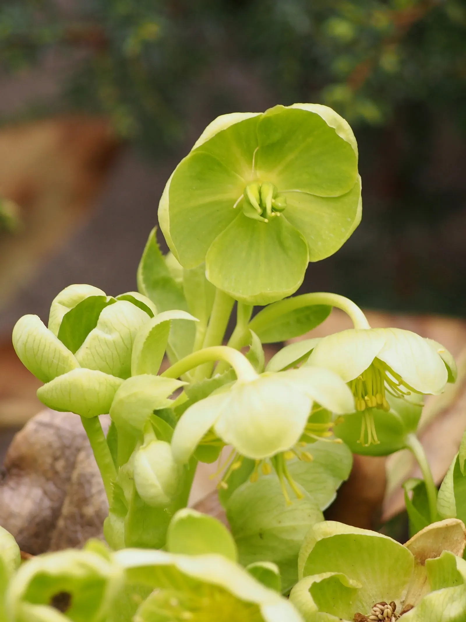 Corsican Hellebore (Helleborus Argutifolius) — adding a touch of elegance to woodland settings or shaded borders; <br><br>From late winter to early, image 58