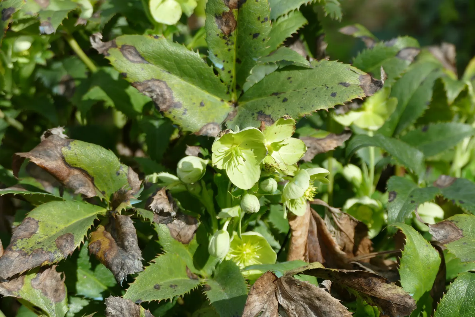 Corsican Hellebore (Helleborus Argutifolius) — The Corsican Hellebore (Helleborus argutifolius) is an evergreen perennial