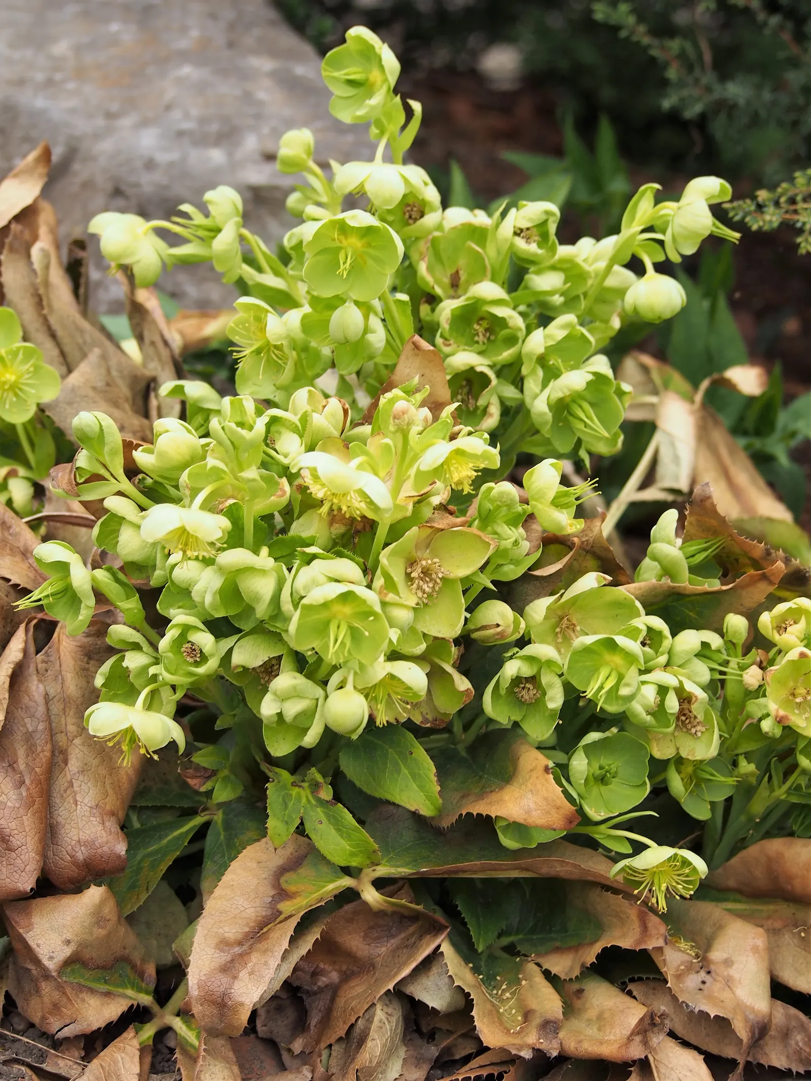 Corsican Hellebore (Helleborus Argutifolius) — It requires minimal maintenance