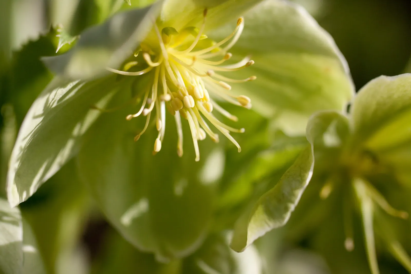 Corsican Hellebore (Helleborus Argutifolius) — Its stems reach up to 3 feet; <br><br>Hardy to USDA zones 7 to 9, the Corsican Hellebore is, image 55