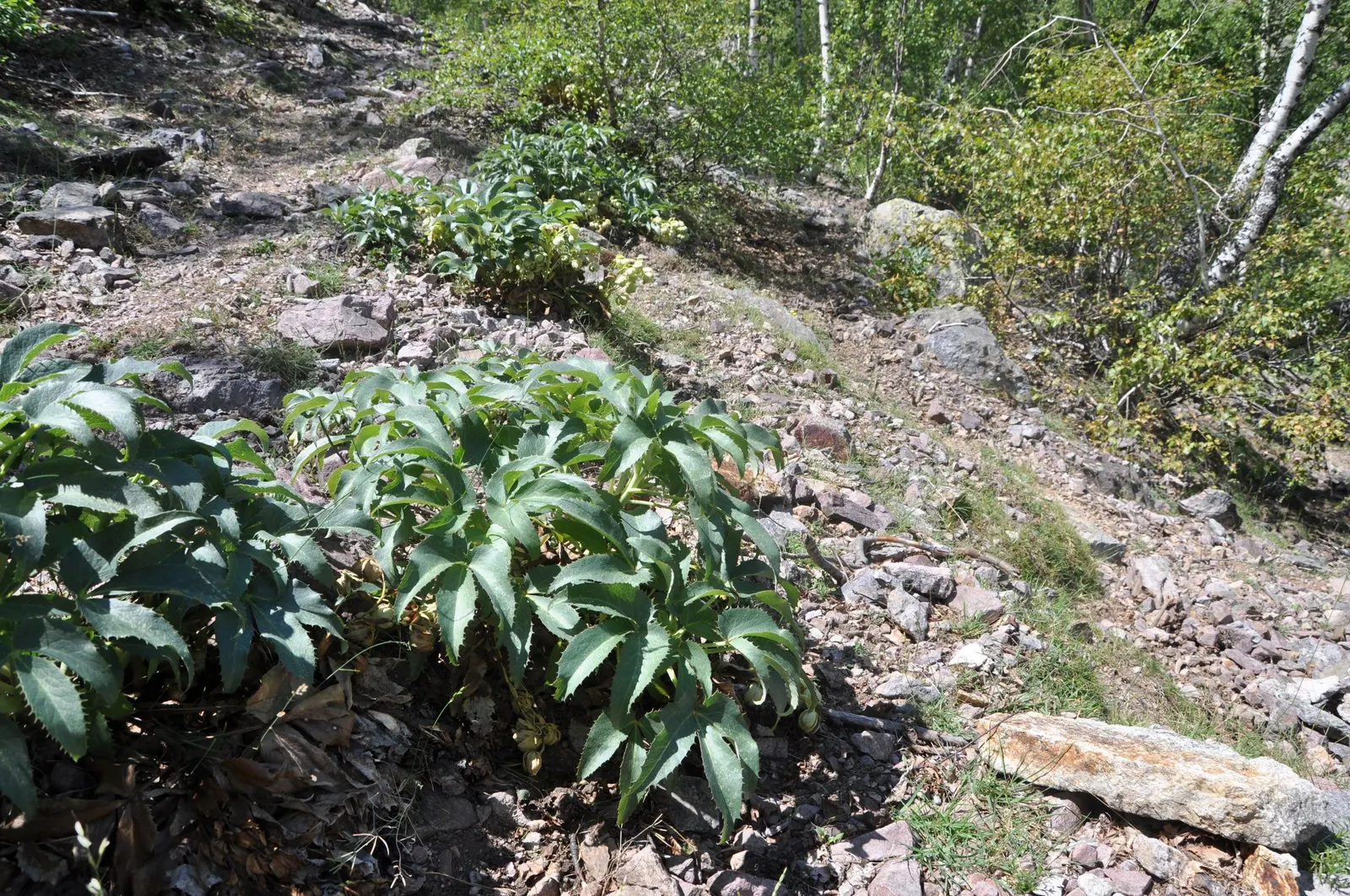 Corsican Hellebore (Helleborus Argutifolius) — is an evergreen perennial treasured for its robustness and unique bloom during the winter months