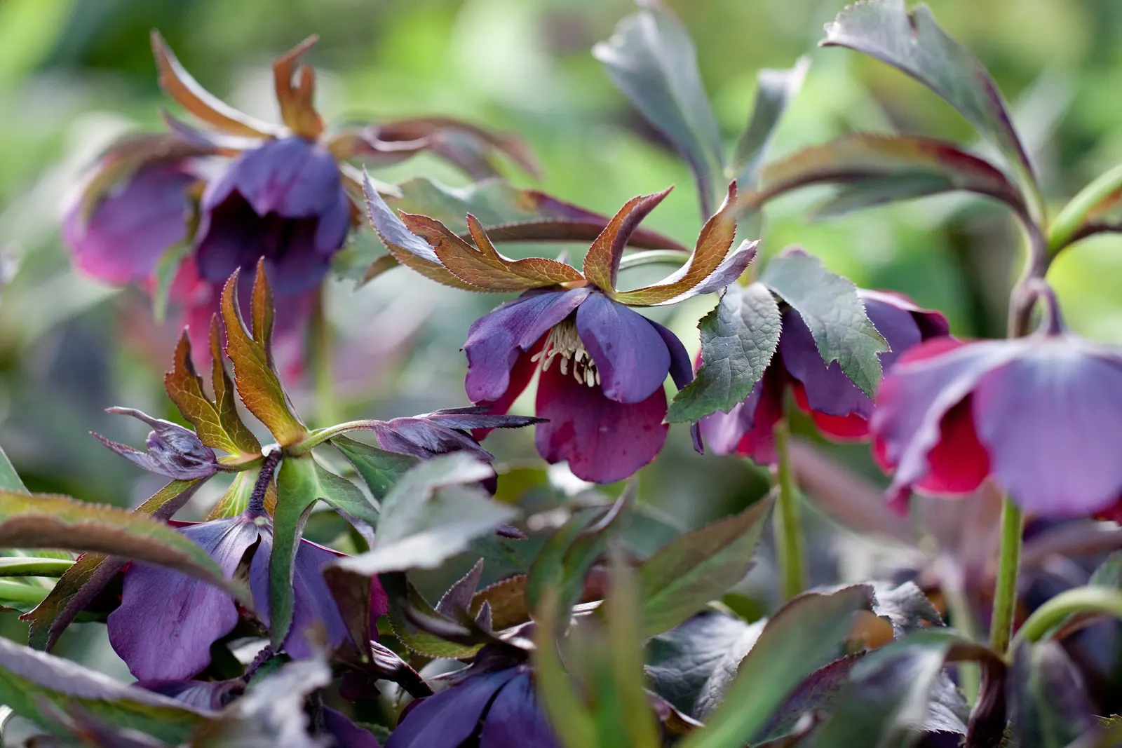 Corsican Hellebore (Helleborus Argutifolius) — <br><br>Hardy to USDA zones 7 to 9, the Corsican Hellebore is resilient to cold snaps down to roughly 0&deg;F