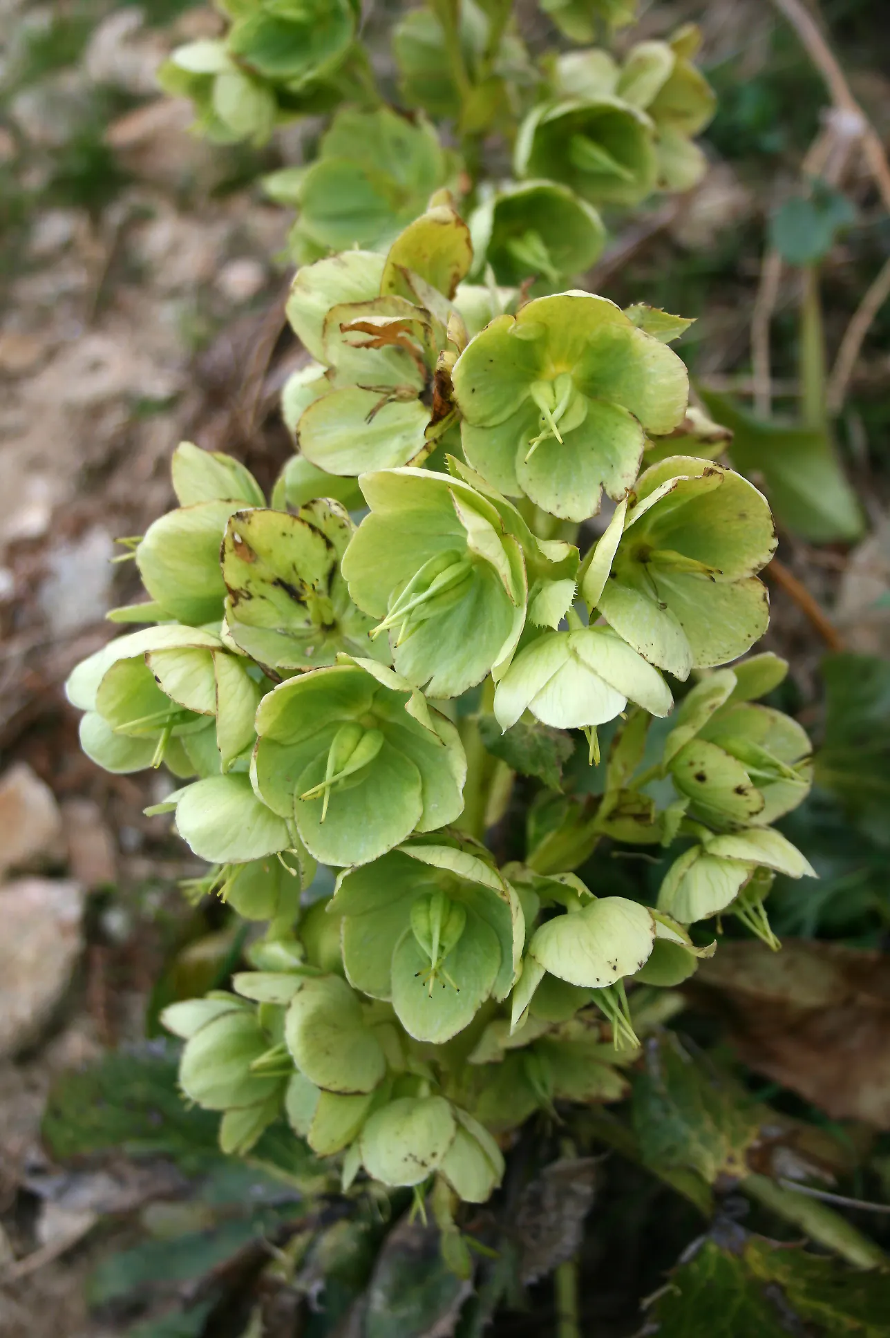Corsican Hellebore (Helleborus Argutifolius) — The leaves are attached to stout stems that provide a strong architecture to this plant's form