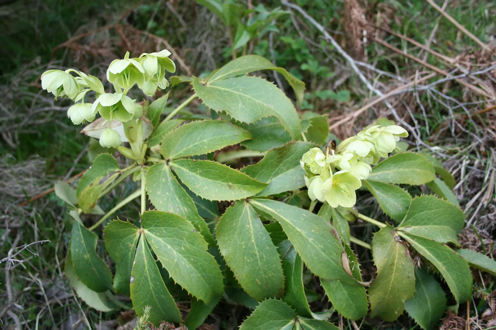 Corsican Hellebore (Helleborus Argutifolius) — is an evergreen perennial treasured for its robustness and unique bloom during the winter months, image 60