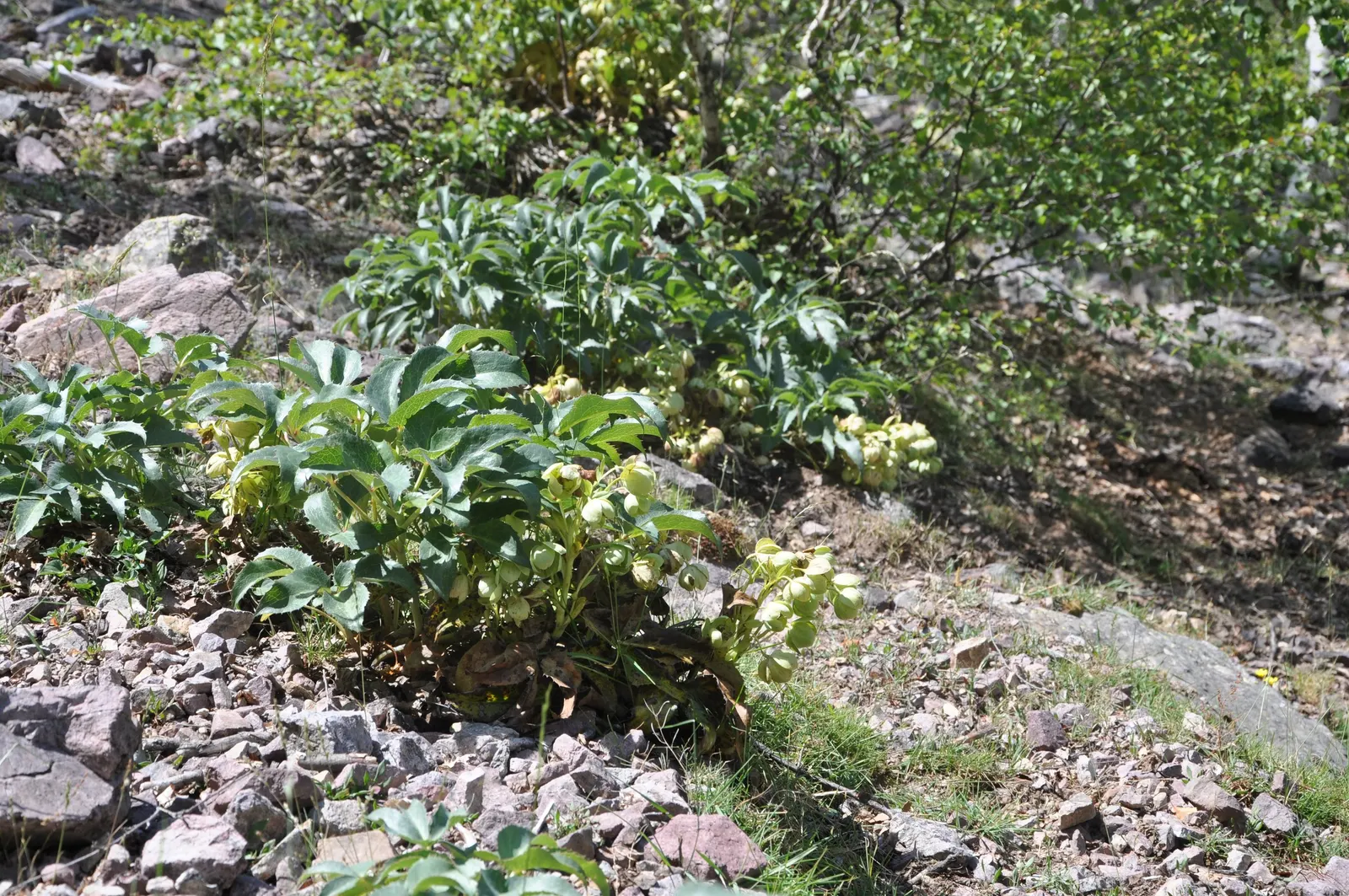 Corsican Hellebore (Helleborus Argutifolius) — This plant originates from the Mediterranean island of Corsica; is an evergreen perennial treasured, image 61