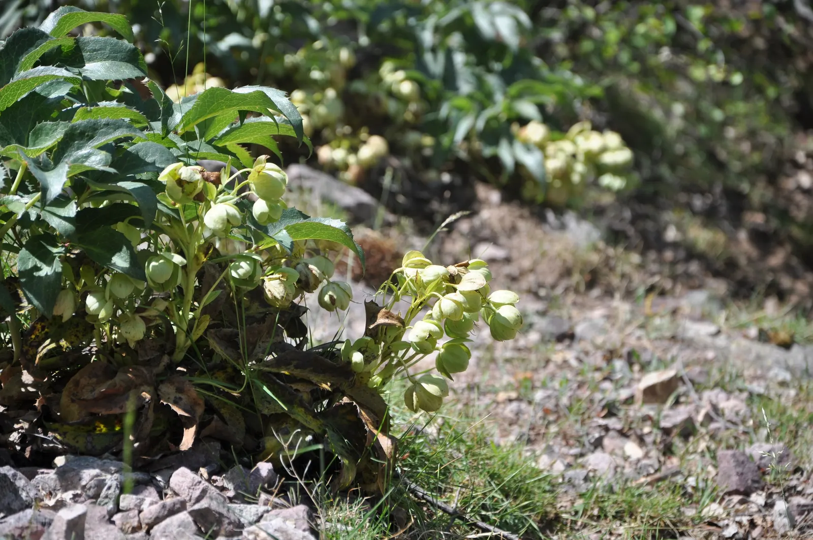 Corsican Hellebore (Helleborus Argutifolius) — These blossoms provide a much-appreciated burst of color when most other plants remain dormant