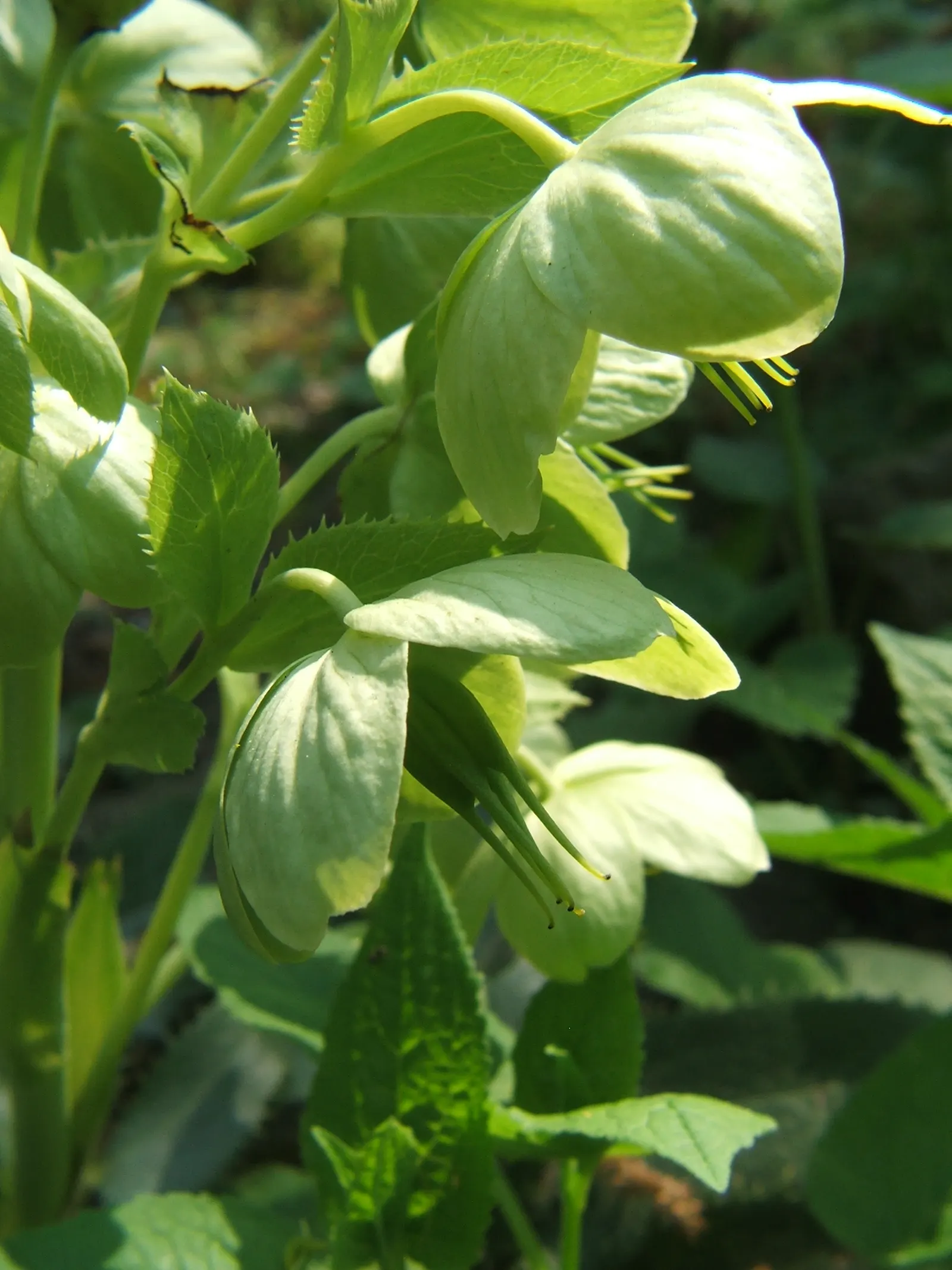 Corsican Hellebore (Helleborus Argutifolius) — <br><br>Ideal for woodland gardens or shaded borders; it can be susceptible to snails and aphids, so monitoring