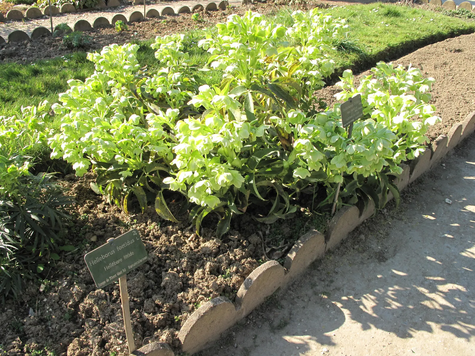 Corsican Hellebore (Helleborus Argutifolius) — making them highly valuable in landscape design for year-round interest; the leaves are attached to stout stems