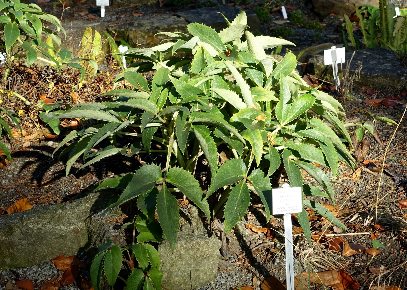 Corsican Hellebore (Helleborus Argutifolius) — Cold-resistant, it does well in USDA zones 6 to 8; but removing old leaves in late winter can promote a flush of