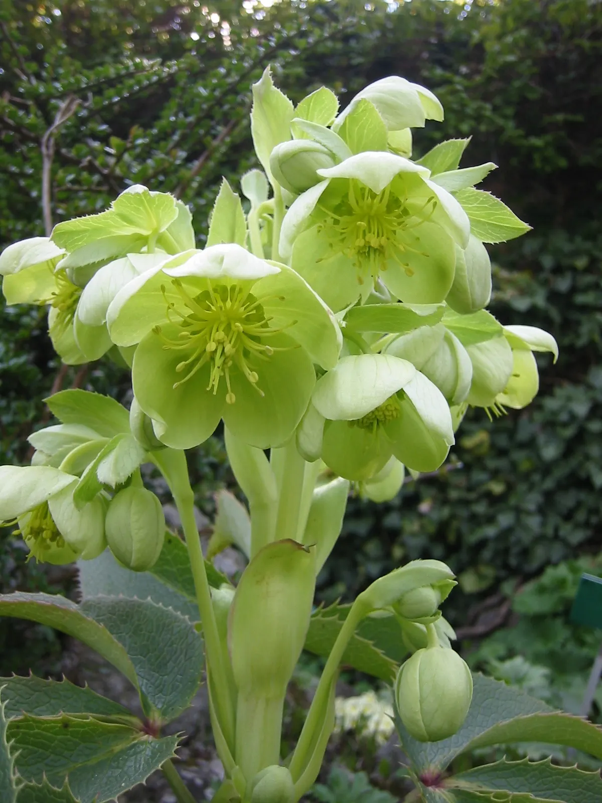 Corsican Hellebore (Helleborus Argutifolius) — It can be susceptible to snails and aphids, so monitoring and control may be necessary