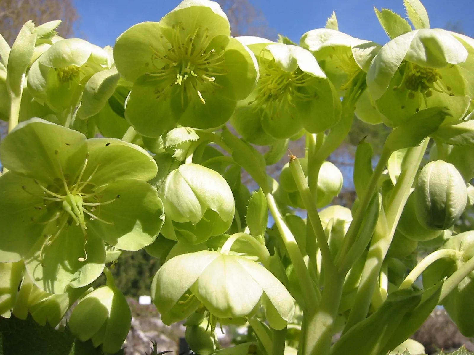Corsican Hellebore (Helleborus Argutifolius) — This plant originates from the Mediterranean island of Corsica; is an evergreen perennial treasured for its
