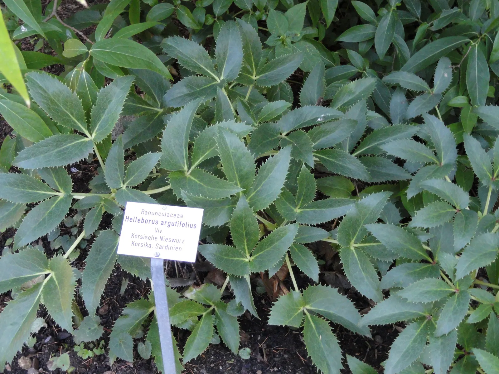 Corsican Hellebore (Helleborus Argutifolius) — the Corsican Hellebore pairs well with spring bulbs and ferns; serrated leaves with a rich green hue
