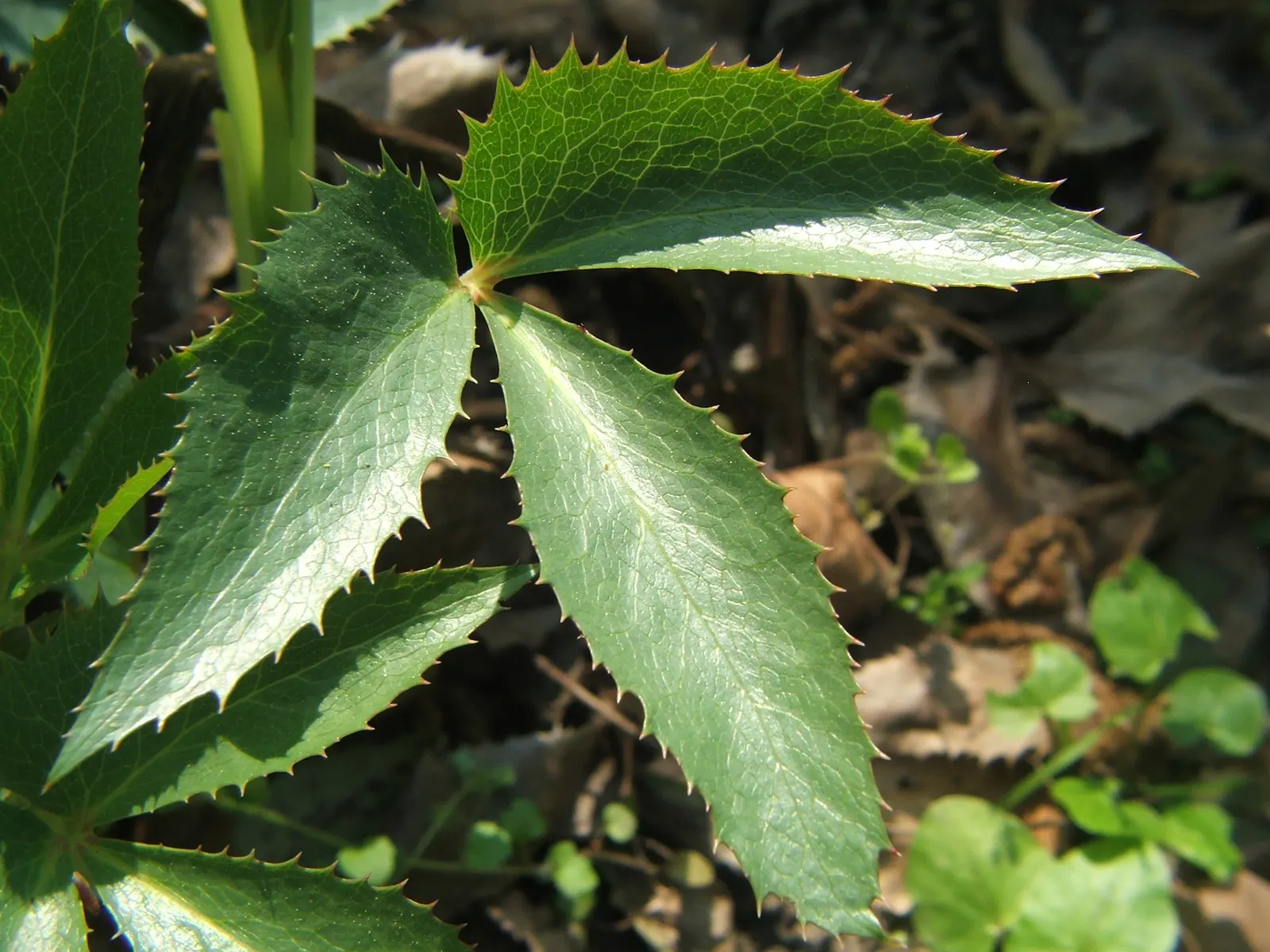 Corsican Hellebore (Helleborus Argutifolius) — <br><br>From late winter to early spring; helleborus argutifolius makes a significant impact when planted in