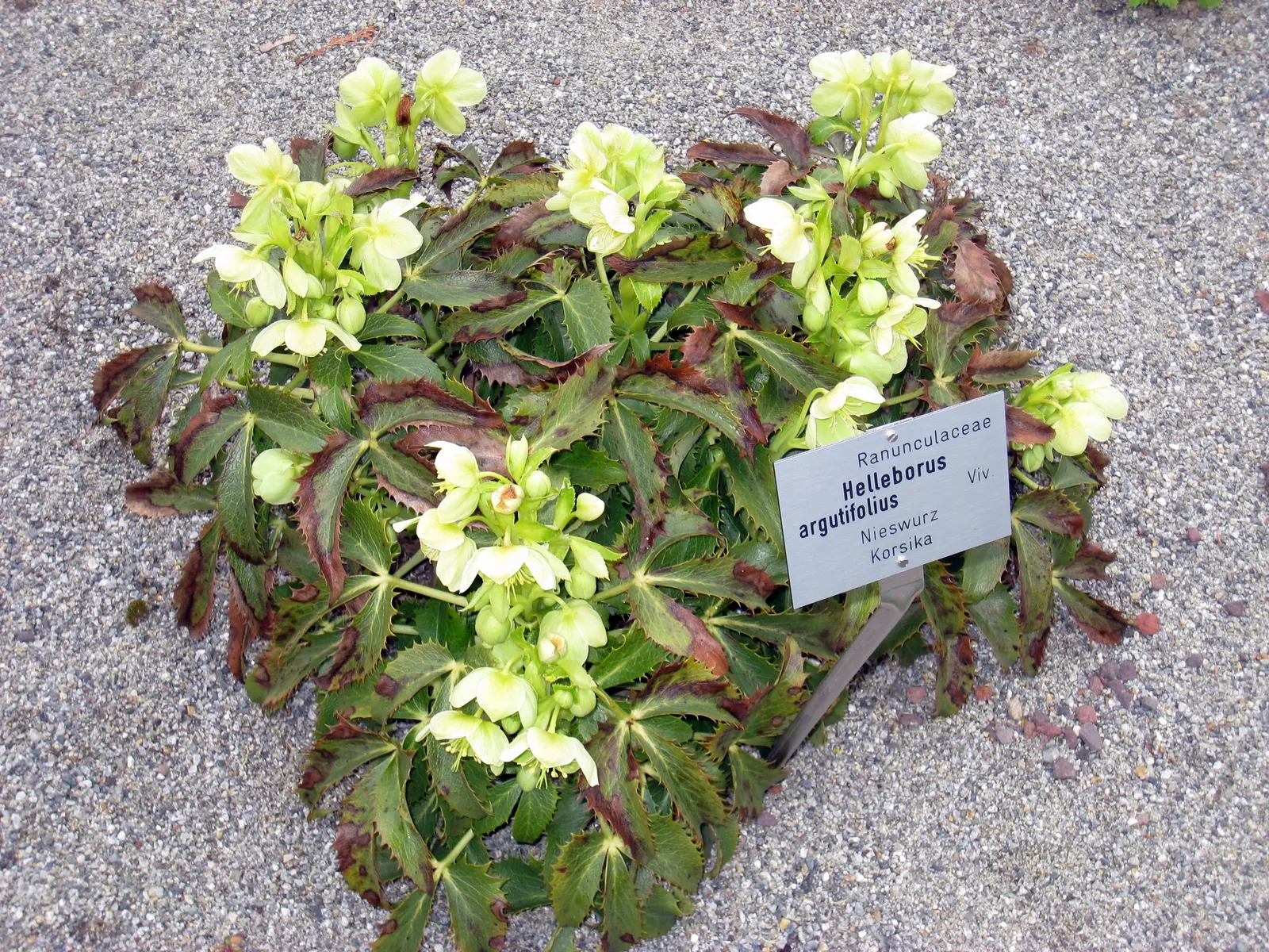 Corsican Hellebore (Helleborus Argutifolius) — Its stems reach up to 3 feet; <br><br>Hardy to USDA zones 7 to 9, the Corsican Hellebore is resilient to cold
