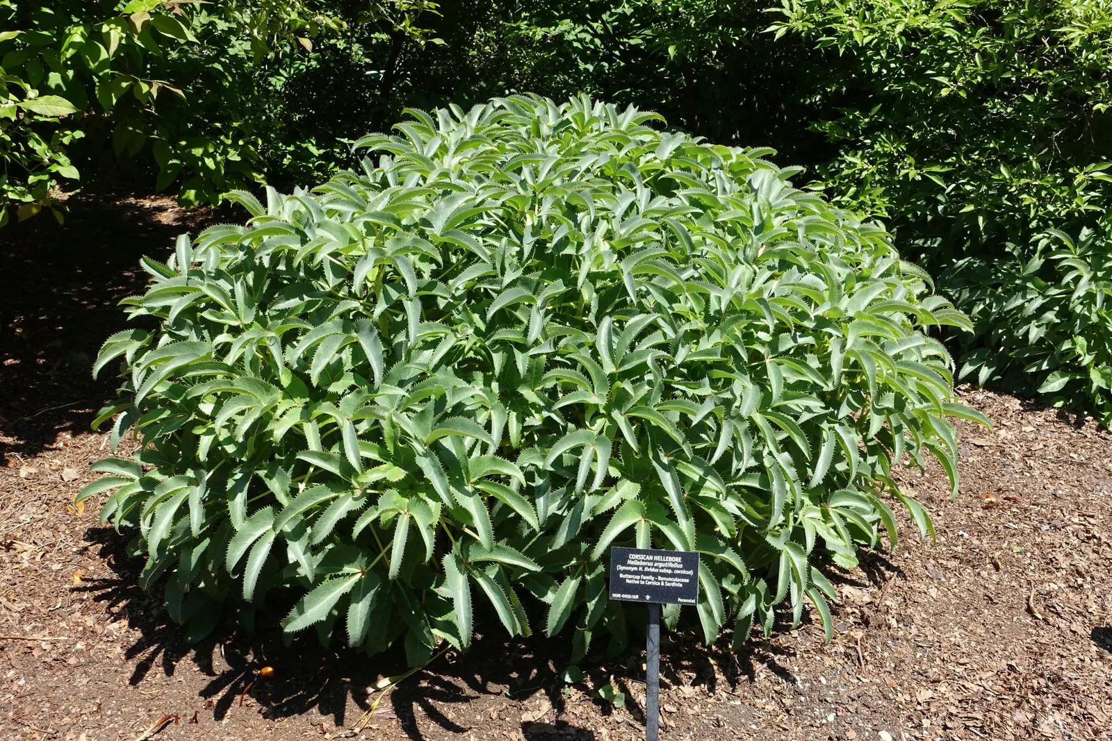 Corsican Hellebore (Helleborus Argutifolius) — adorned by clusters of pale green cup-shaped flowers in late winter to early spring