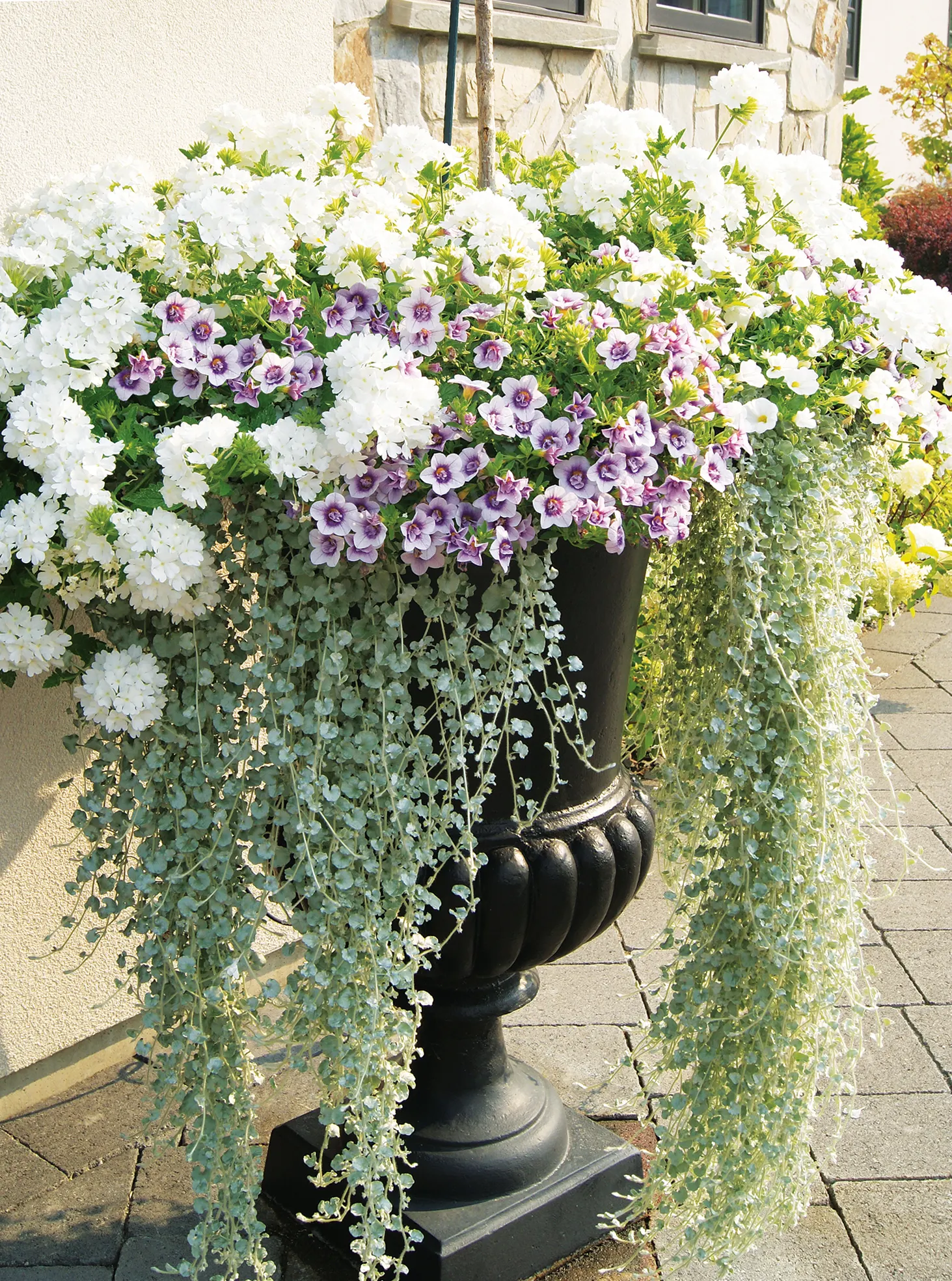 Blue Moon Punch™ Calibrachoa — Gardeners frequently report prolific blooming from planting until hard frost