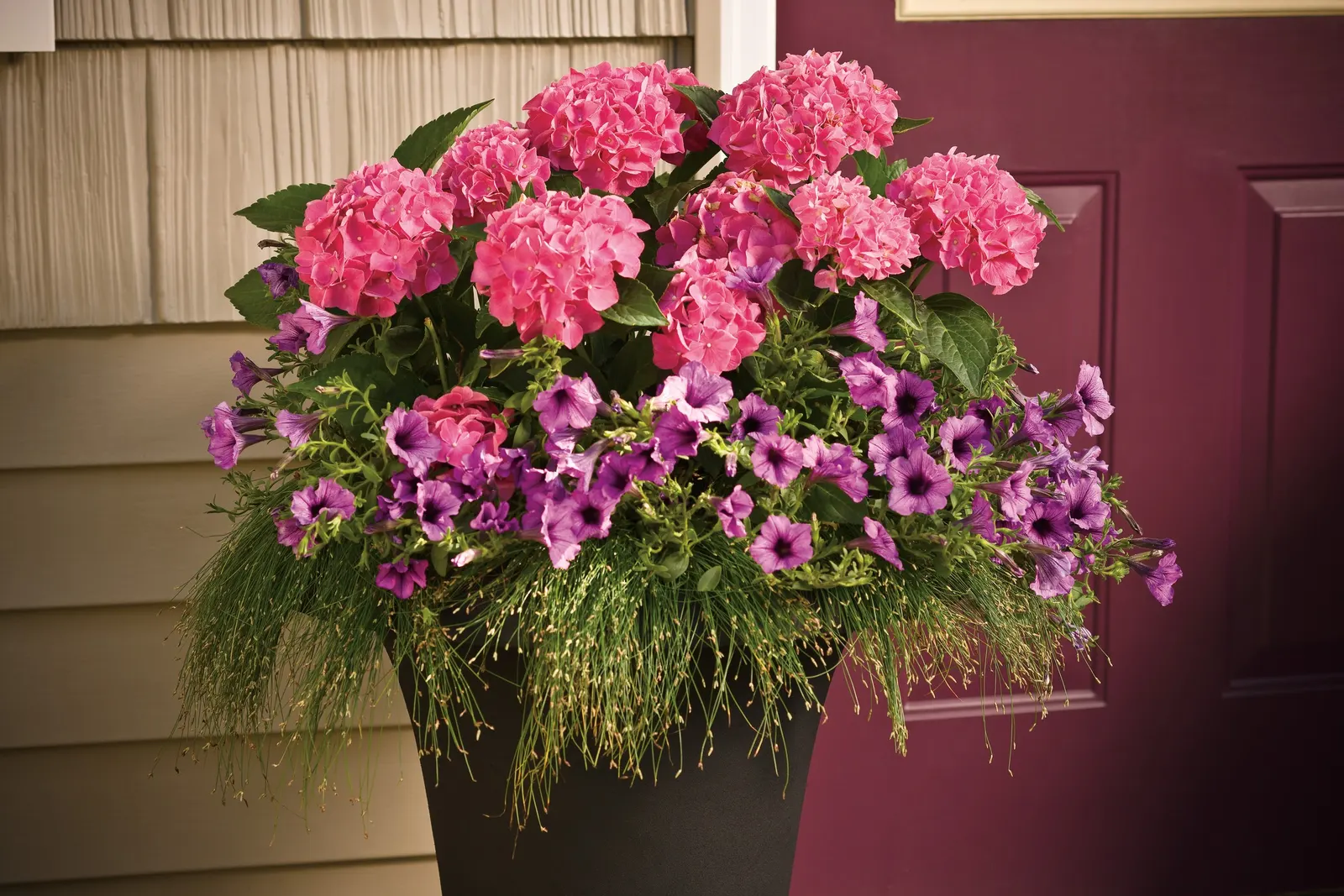 Let's Dance Big Band® Reblooming hydrangea (Hydrangea macrophylla) — commonly referred to as Let's Dance Big Band® Reblooming hydrangea