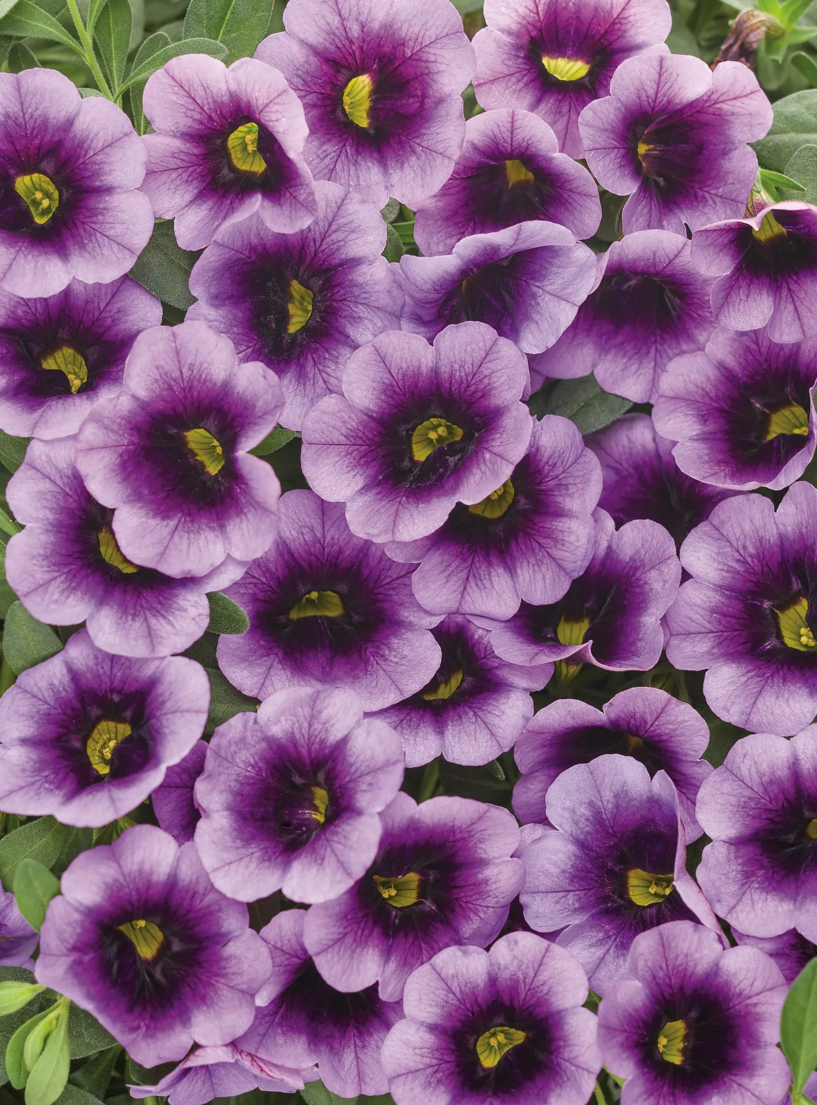 Blue Moon Punch™ Calibrachoa — It grows 6-12 inches tall and spreads 12-24 inches, spilling beautifully from baskets and containers