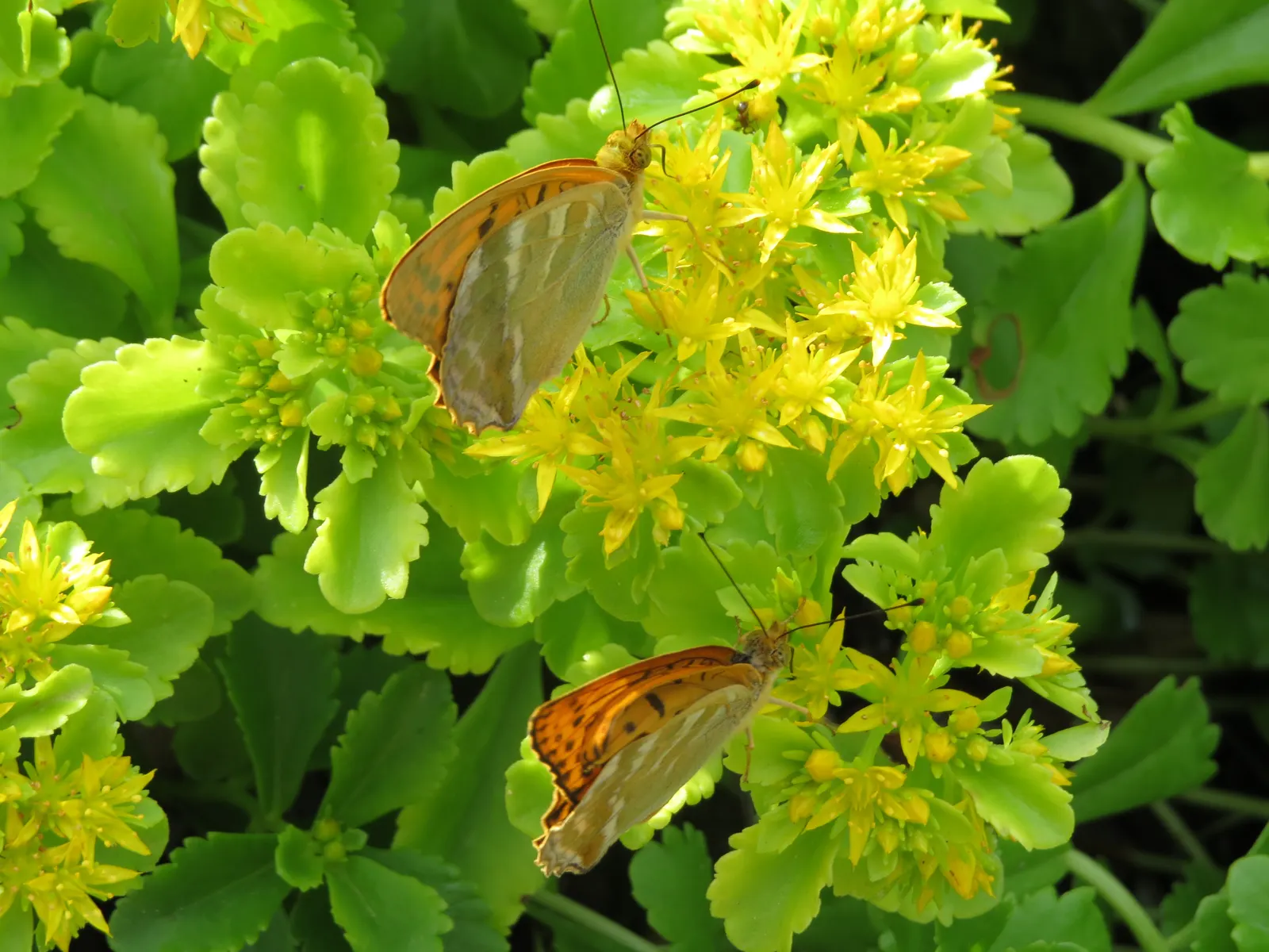 Silver Stonecrop (Sedum Rupestre 'Silver') — Silver Stonecrop (Sedum rupestre 'Silver') is an evergreen perennial with a mat-forming habit