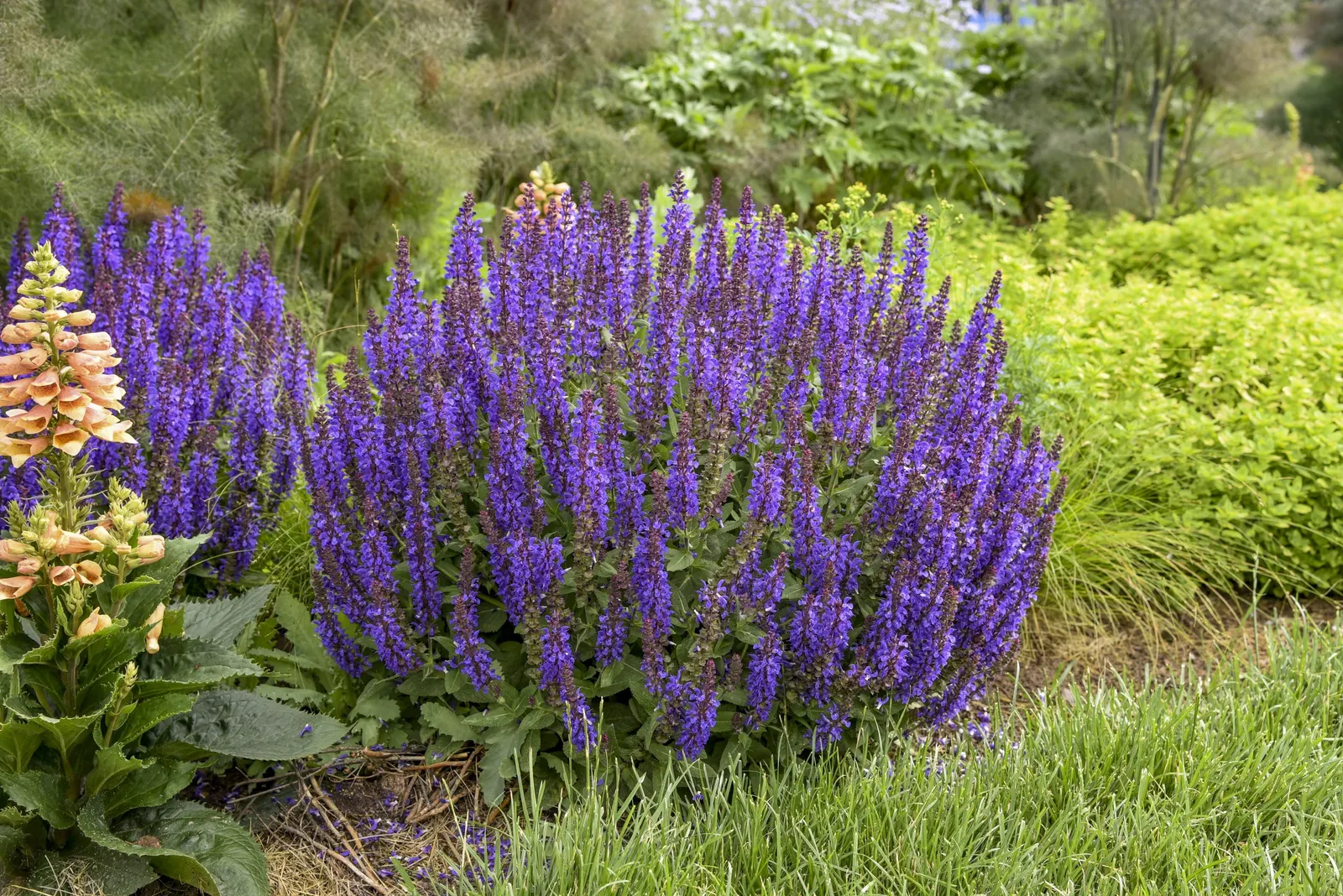 'Violet Profusion' Perennial Salvia (Salvia nemorosa) — Its rounded clumps mature at 14-16 inches tall and 16-20 inches wide
